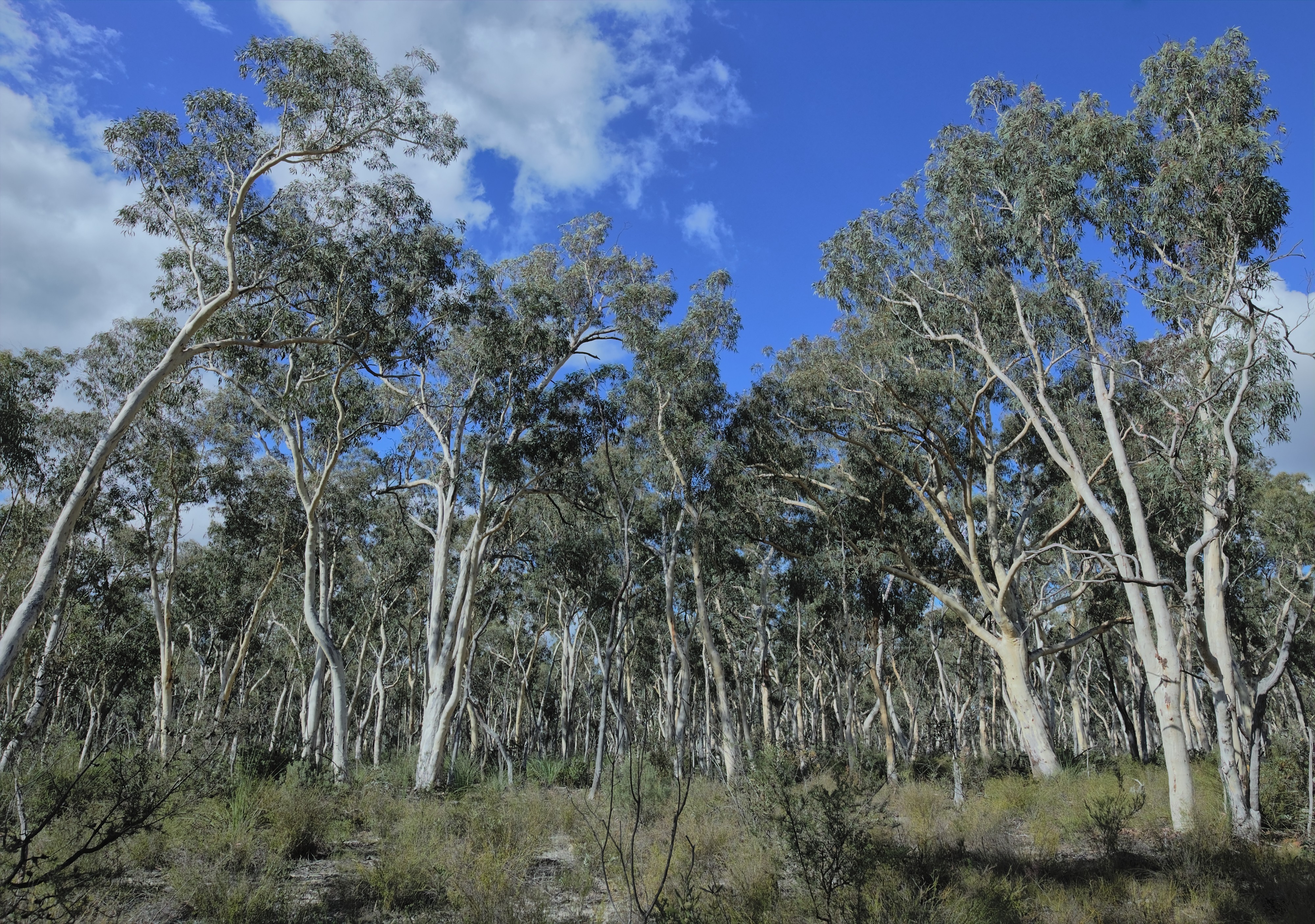 Woodland, Nadgigomar Nature Reserve