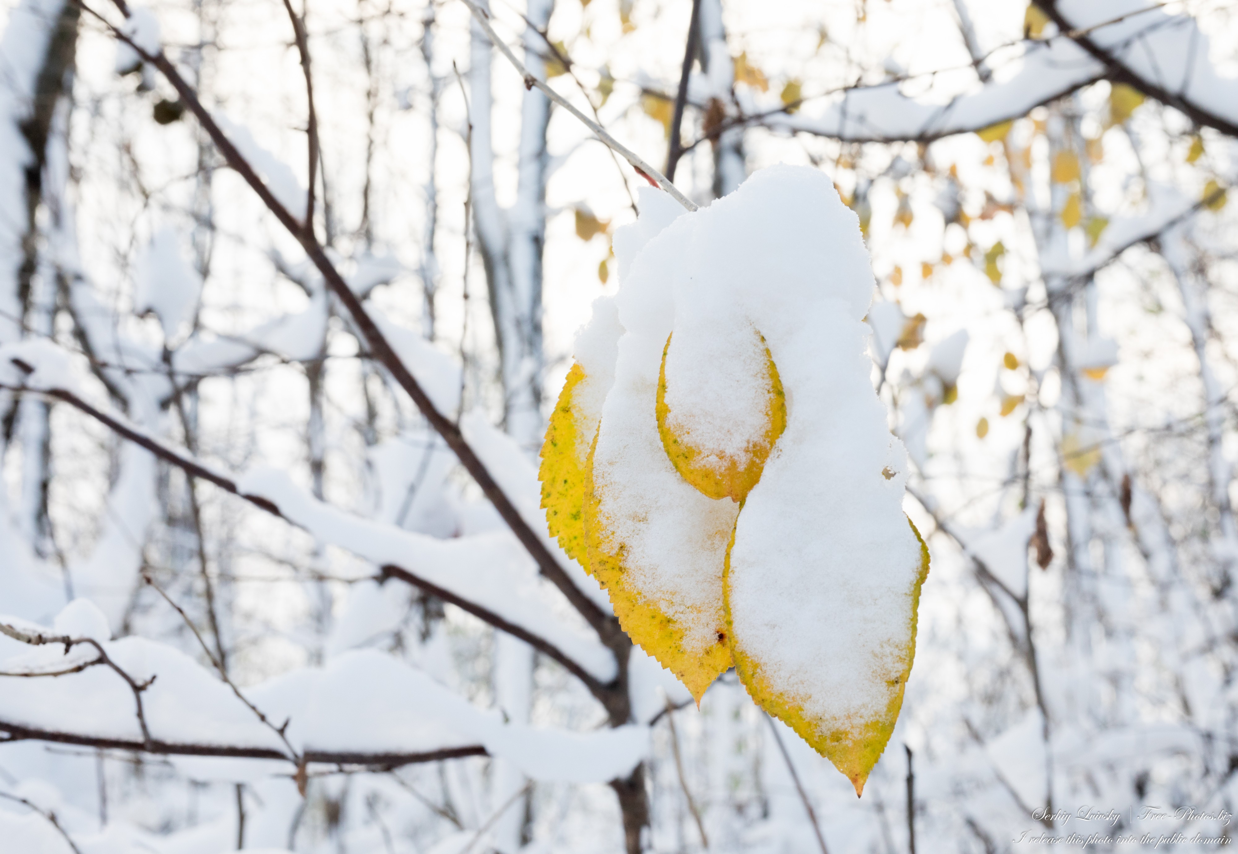 yellow leaves covered with snow in Lviv region of Ukraine in November 2022 photographed by Serhiy Lvivsky