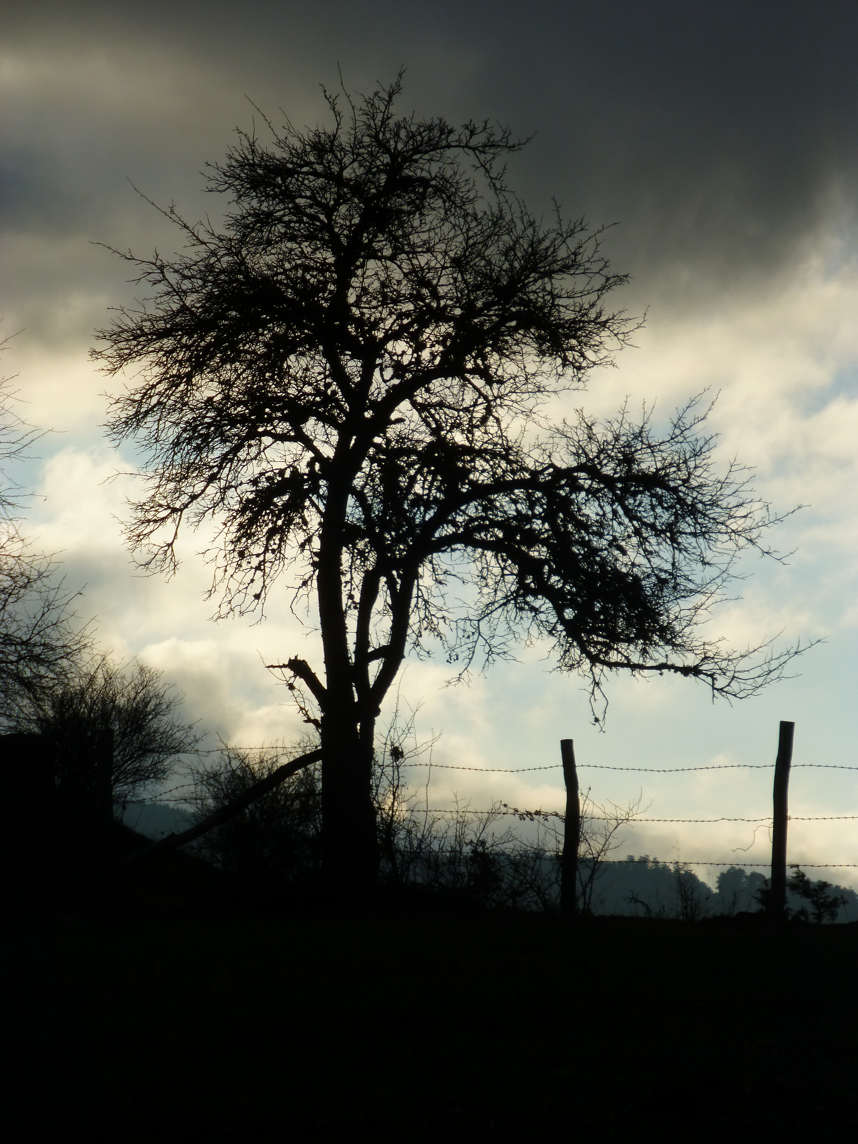 Tree 1240395