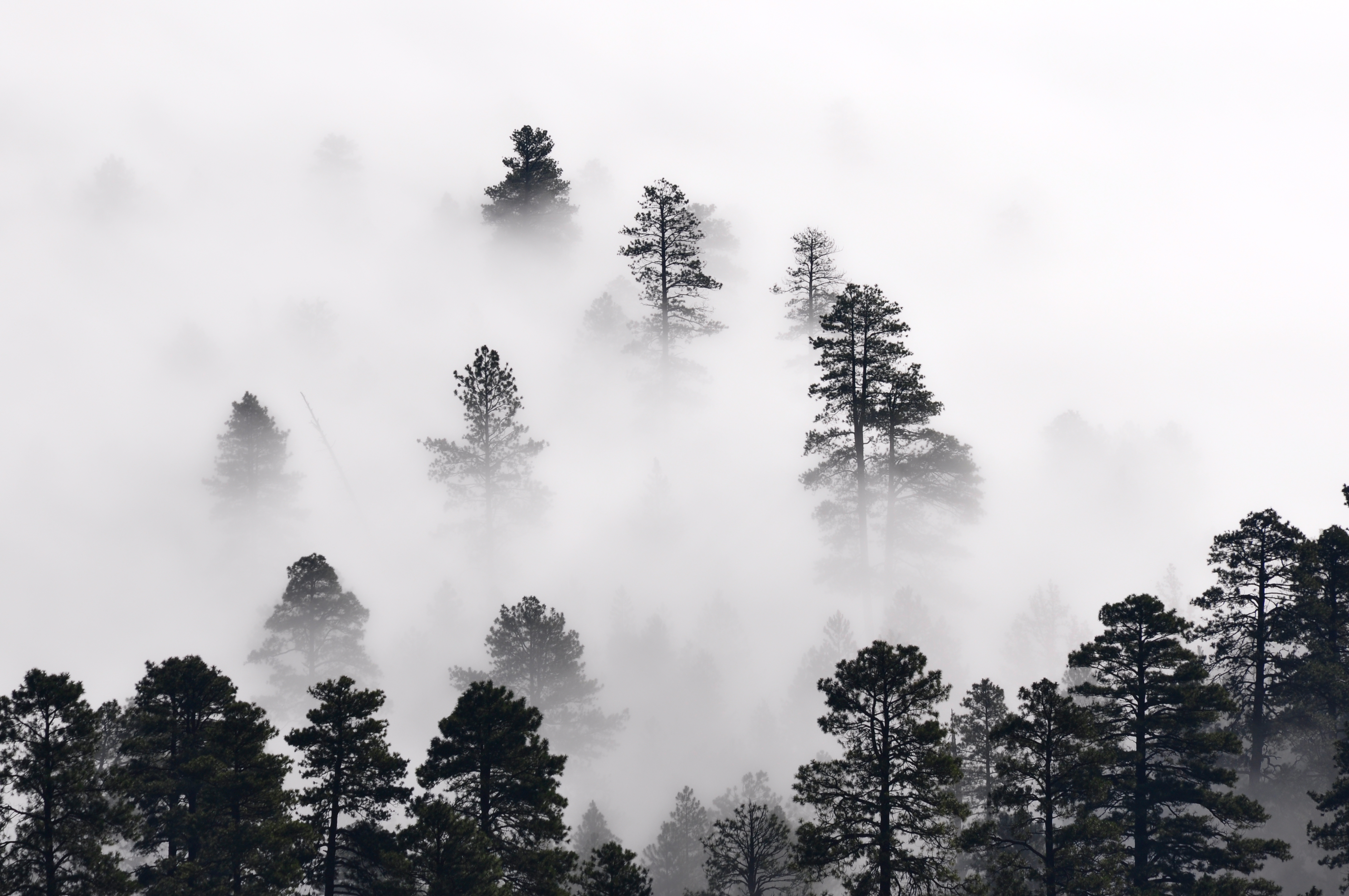 Trees in the mist (7699666560)