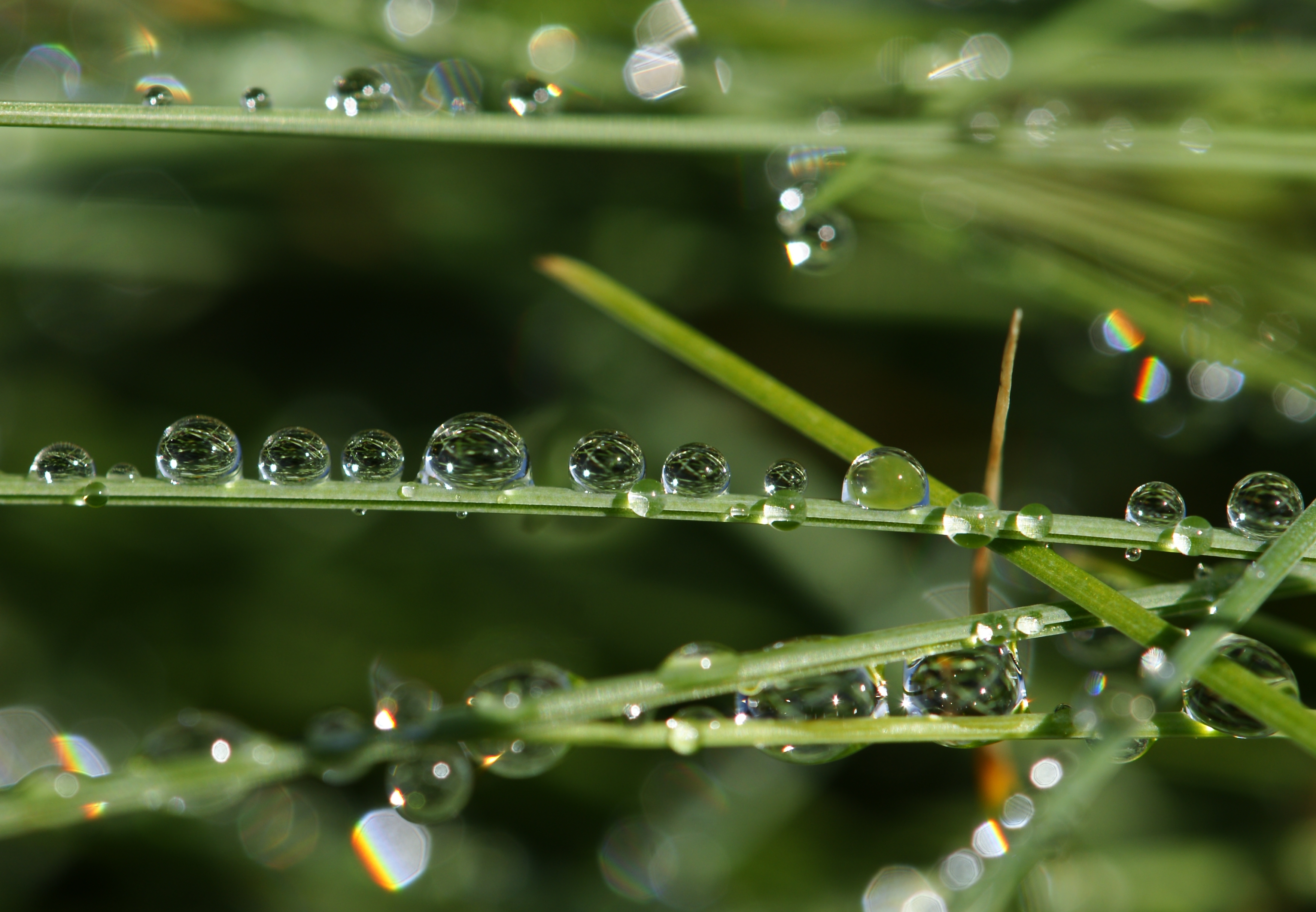Tropfen auf Gras 4