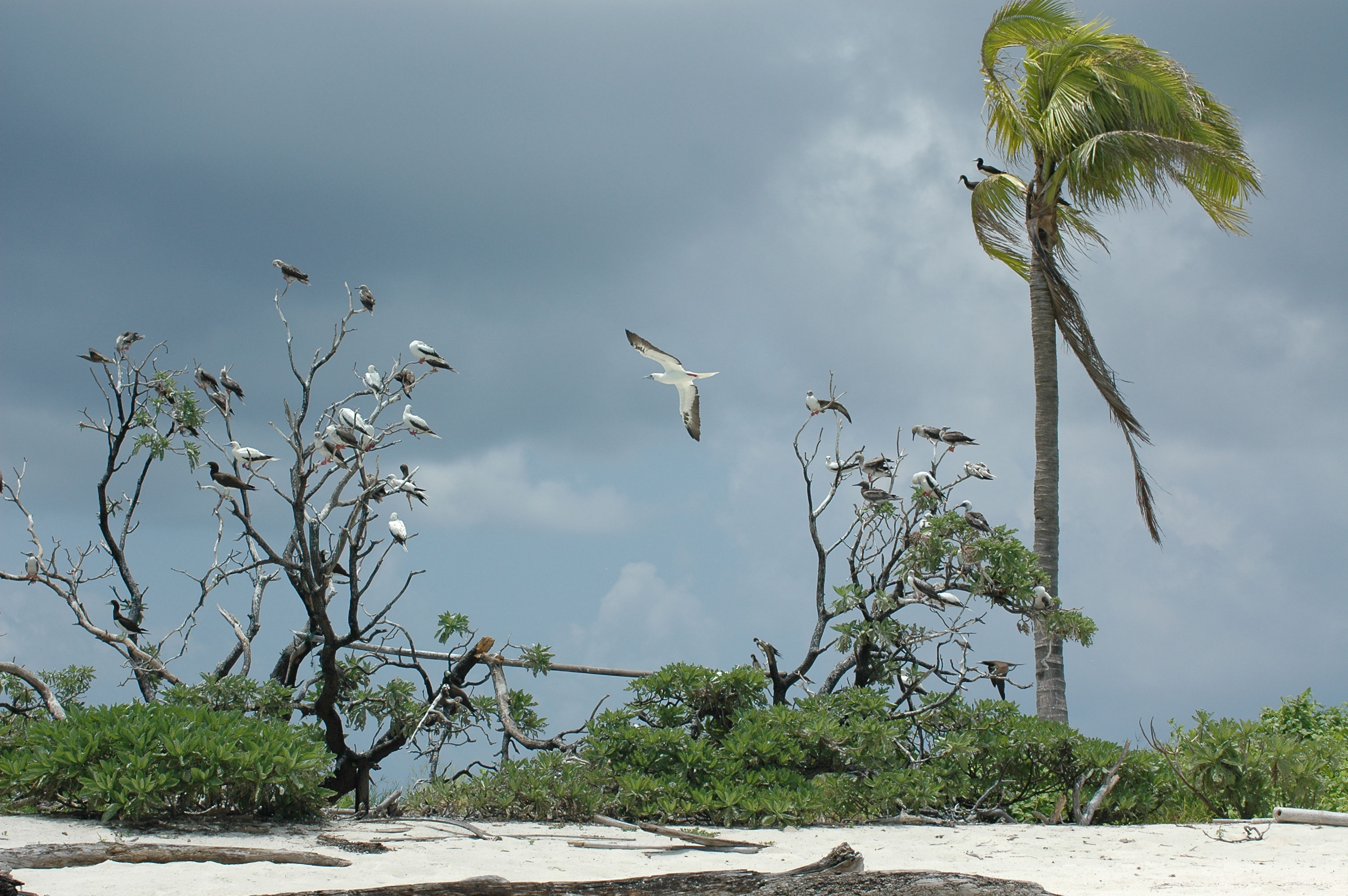 Tubbataha Reefs Natural Park-112045