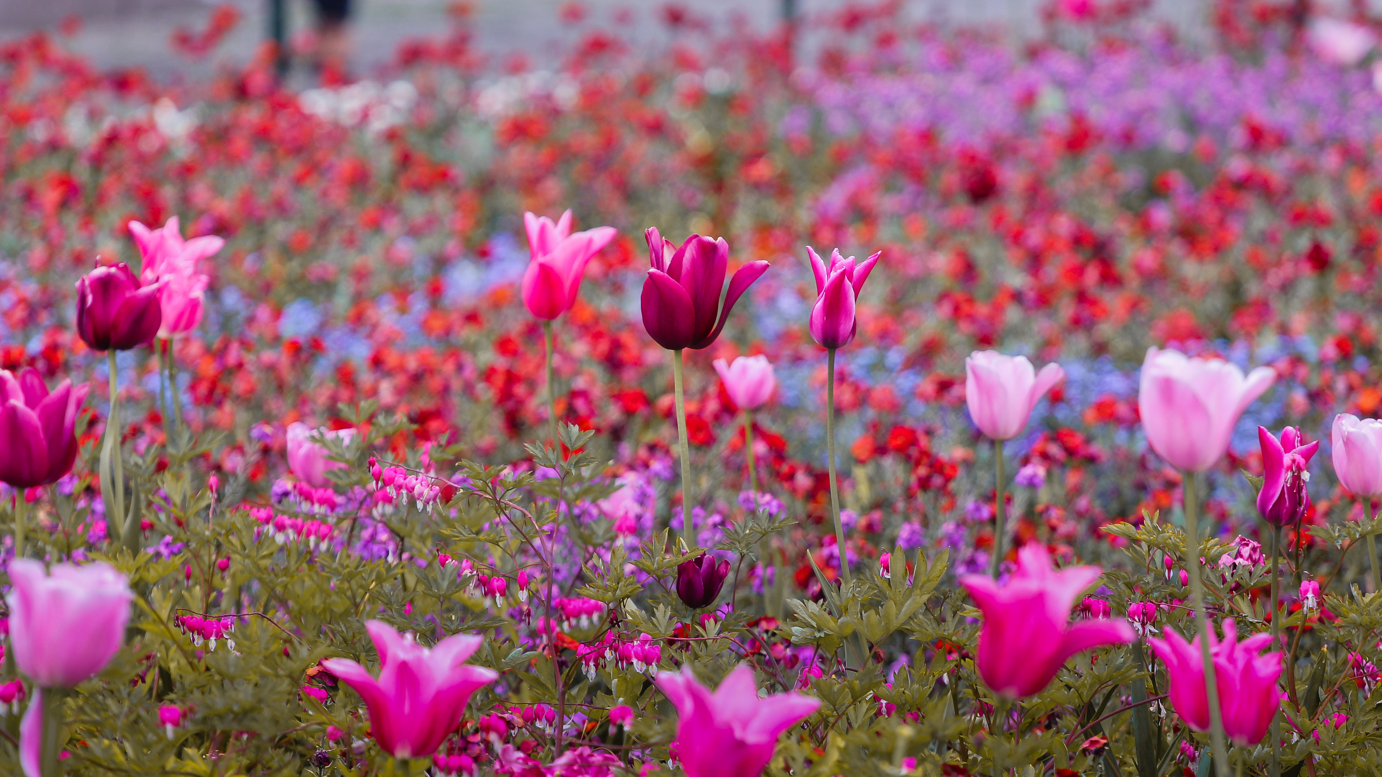 tulips (27373684550)