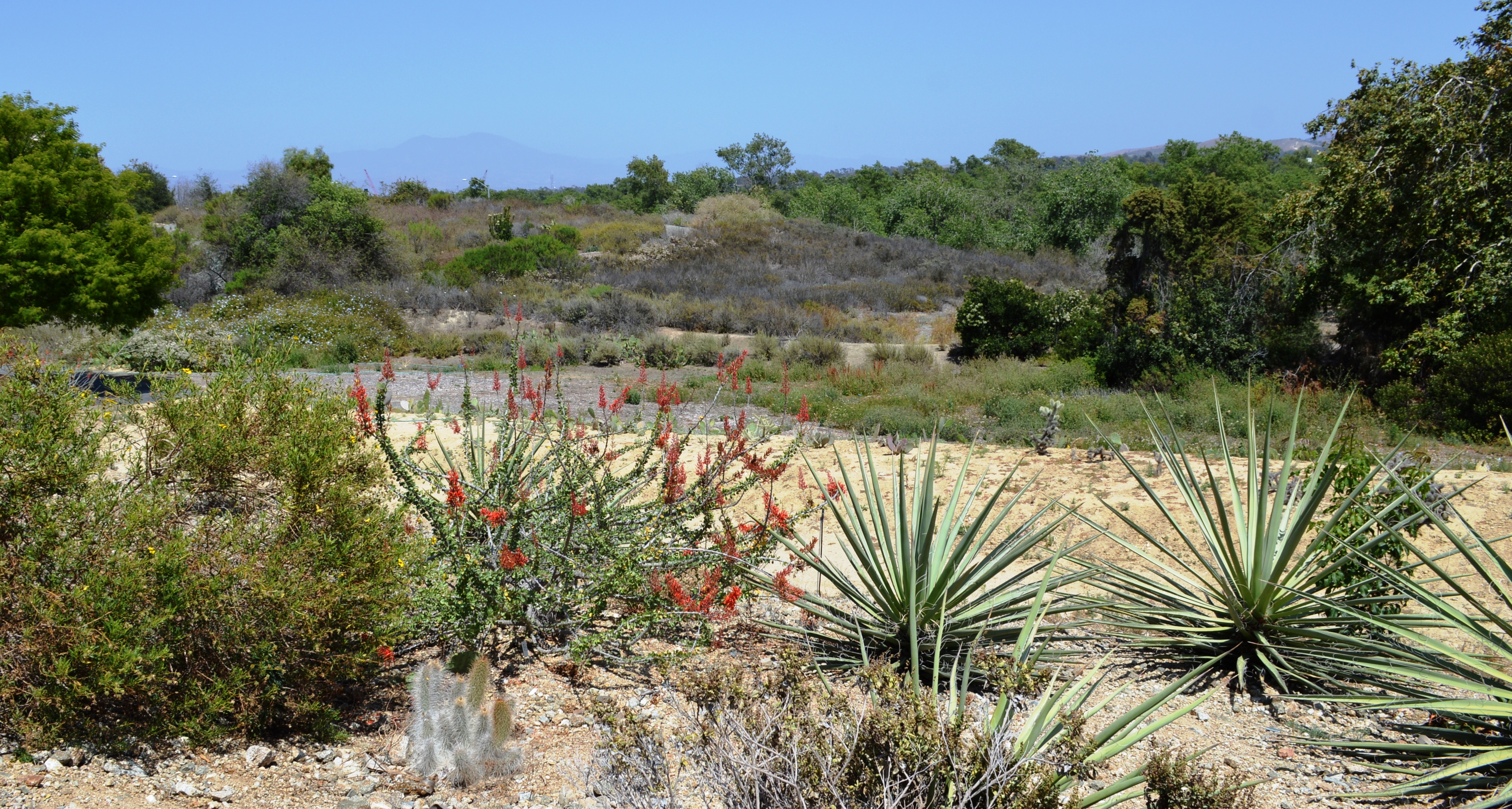 UCI Arboretum (20140607-0945)