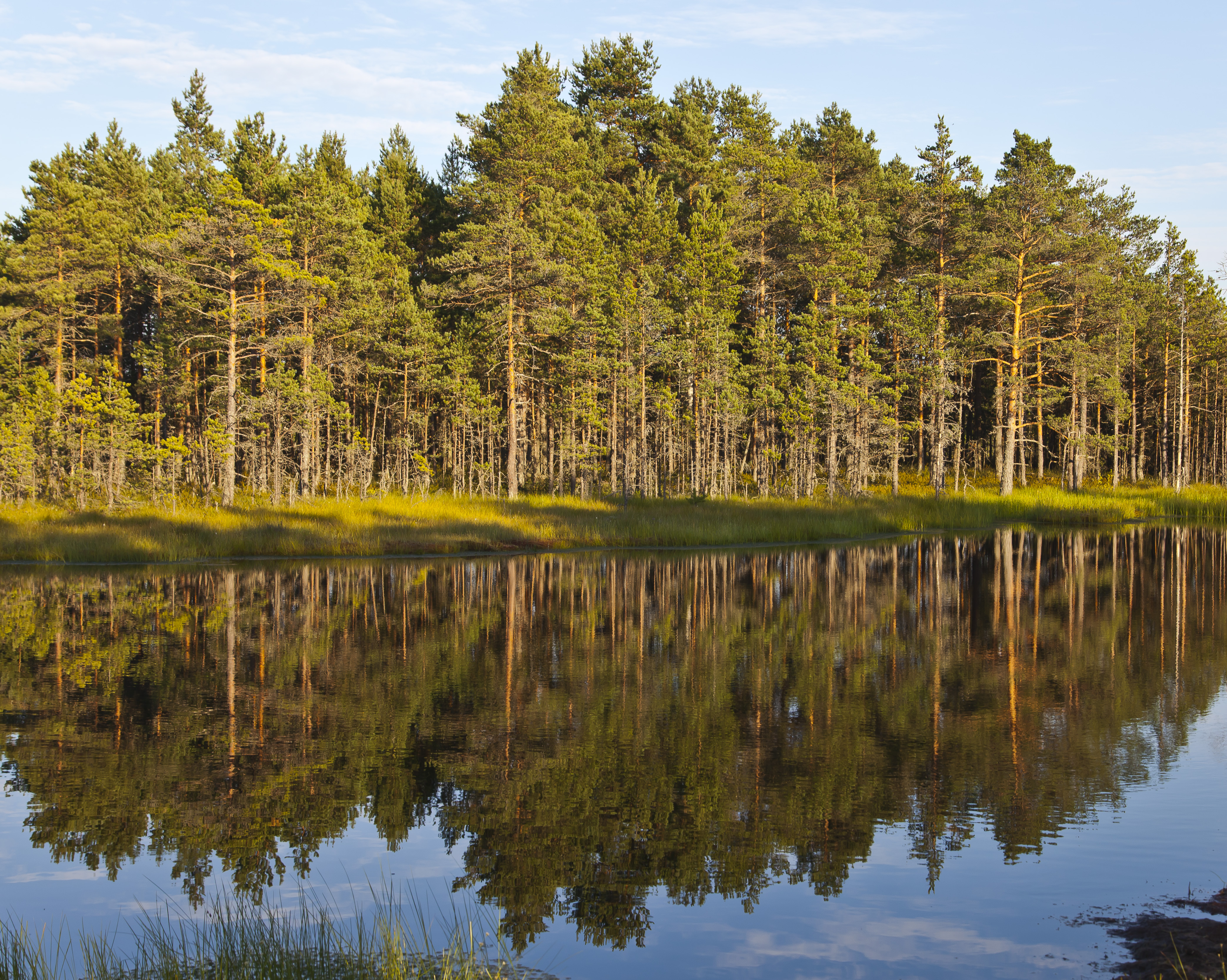 Viru Bog, Parque Nacional Lahemaa, Estonia, 2012-08-12, DD 69