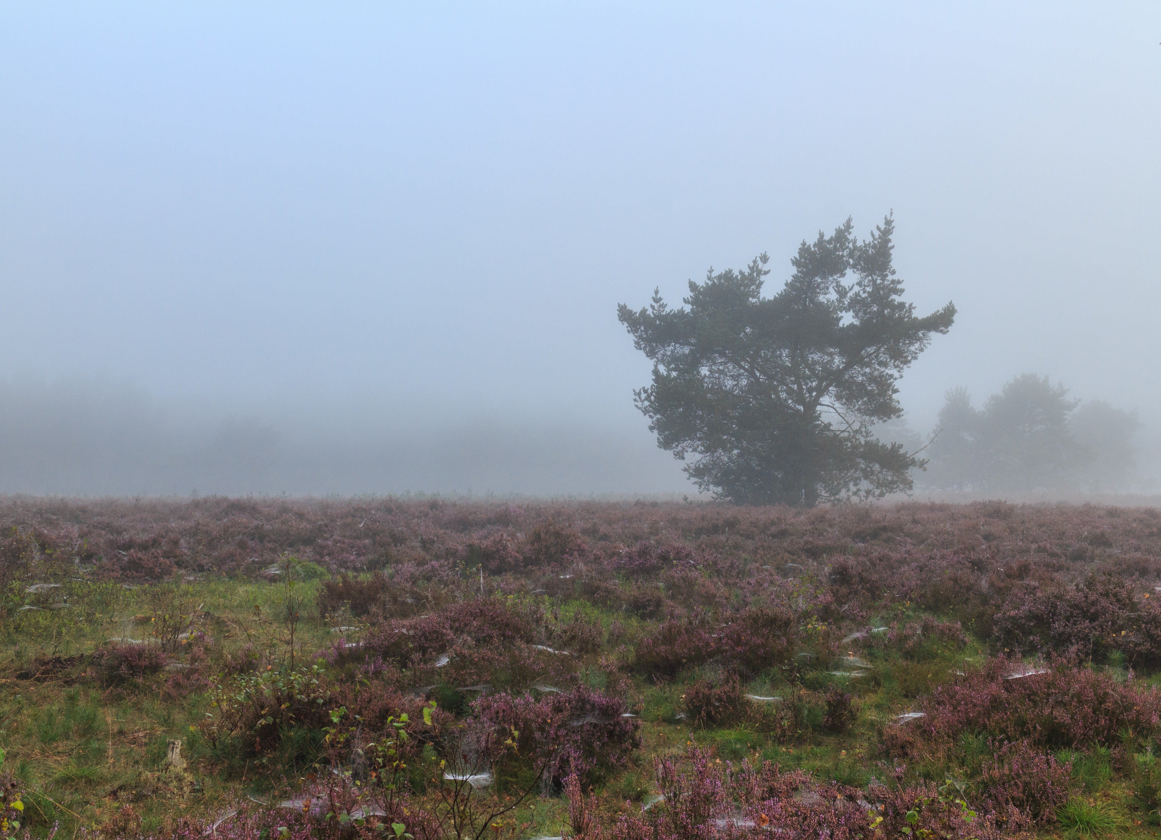Wandelen over de Planken Wambuis vanuit Mossel 36