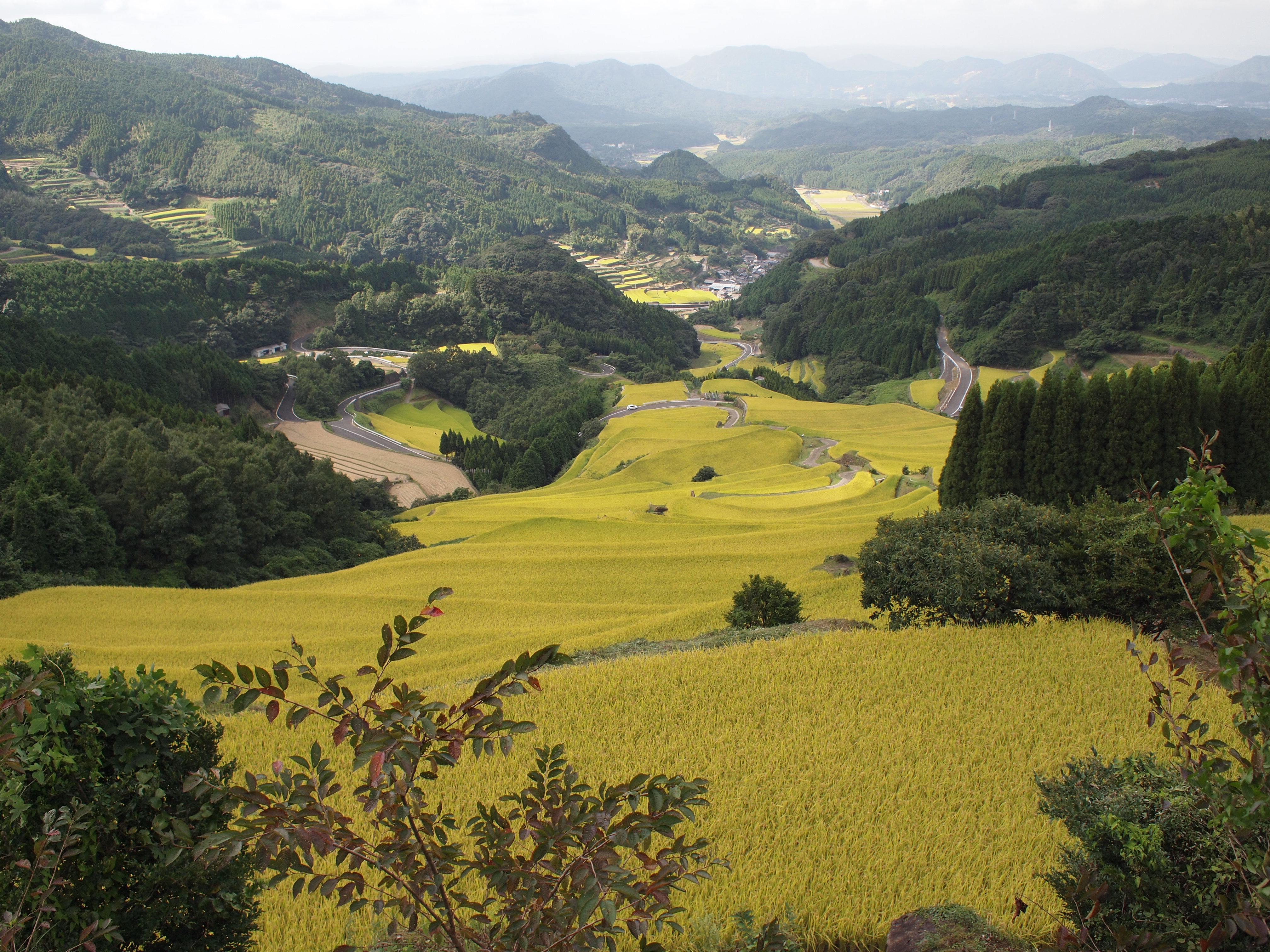 Warabino rice terrace 7