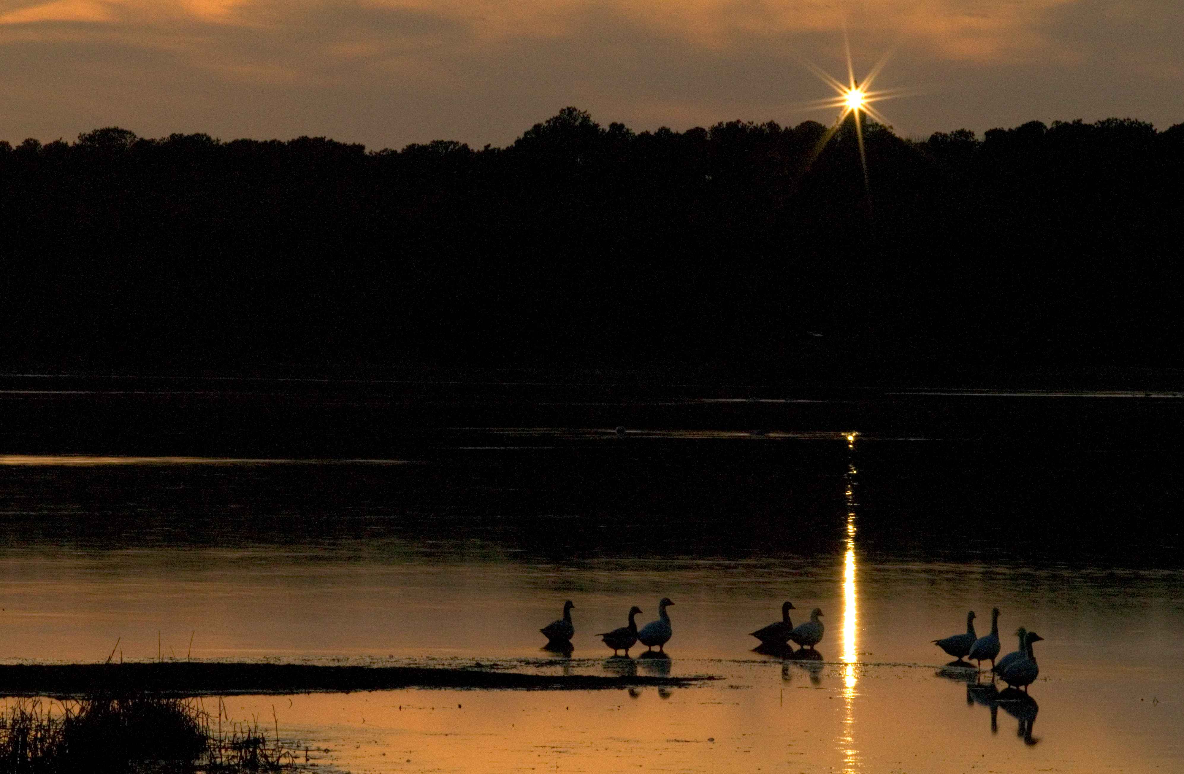 Waterfowl at dusk sunset