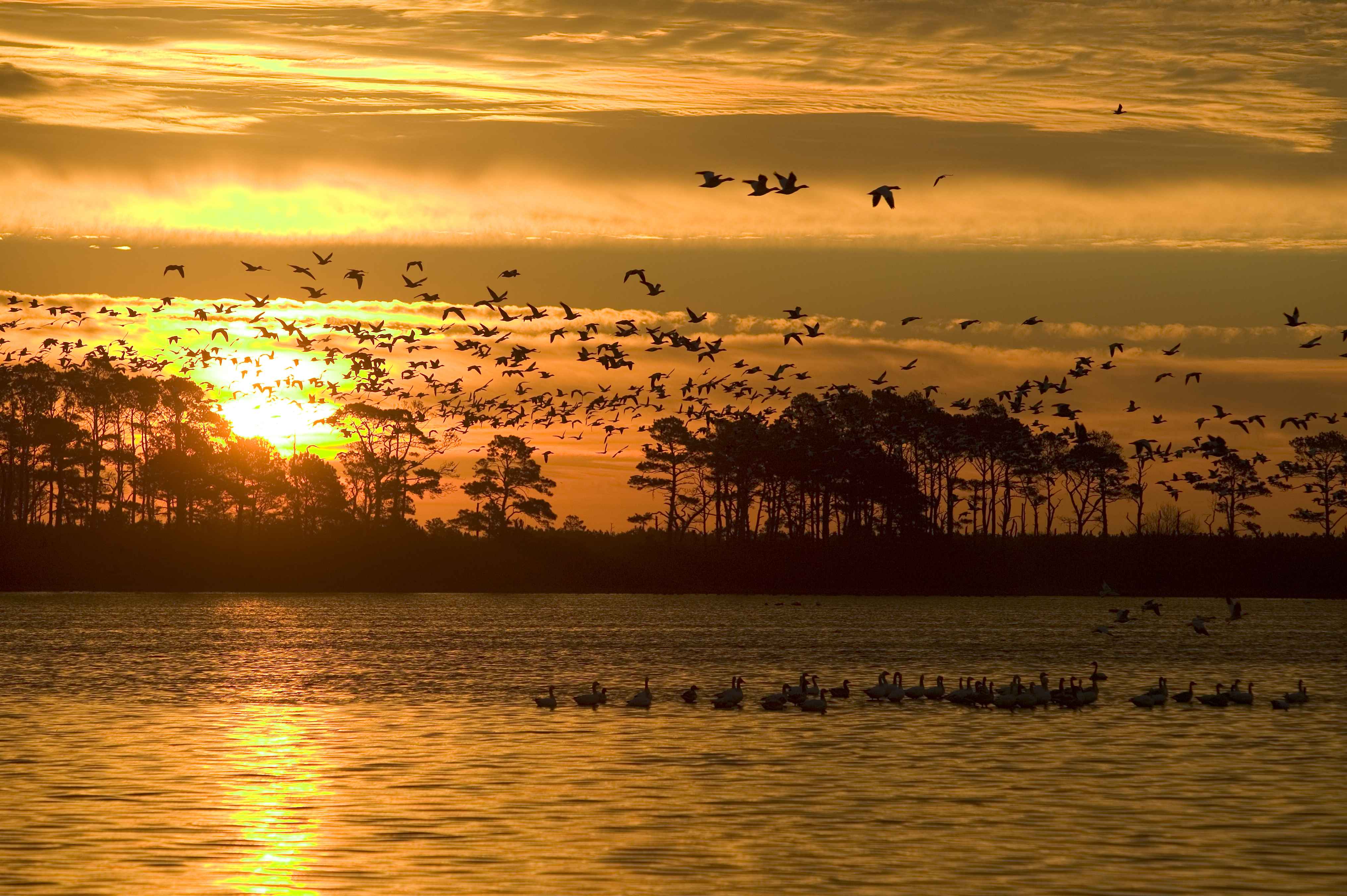 Waterfowl grace the skies at sunset