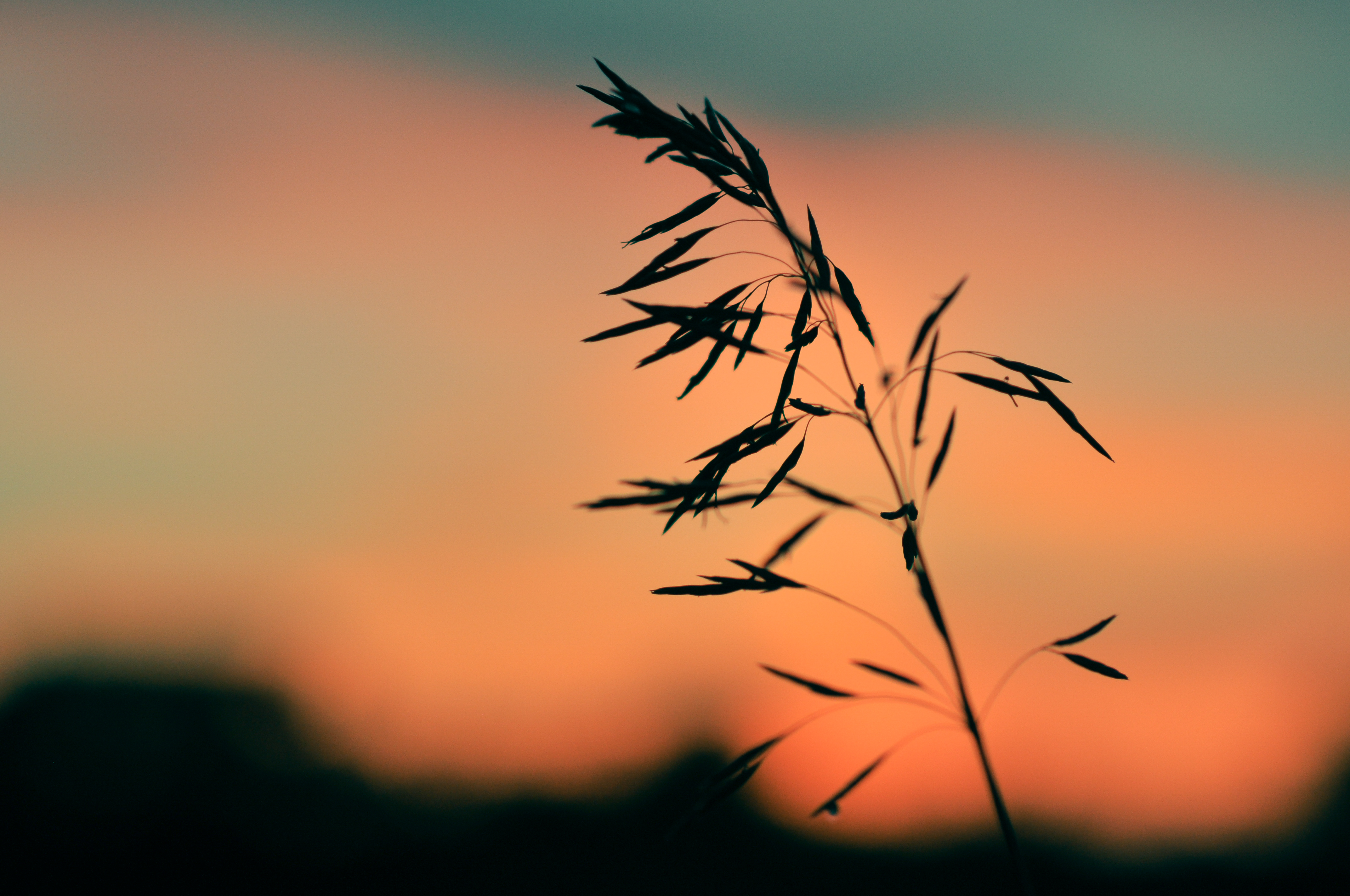 Wild grass at sunset