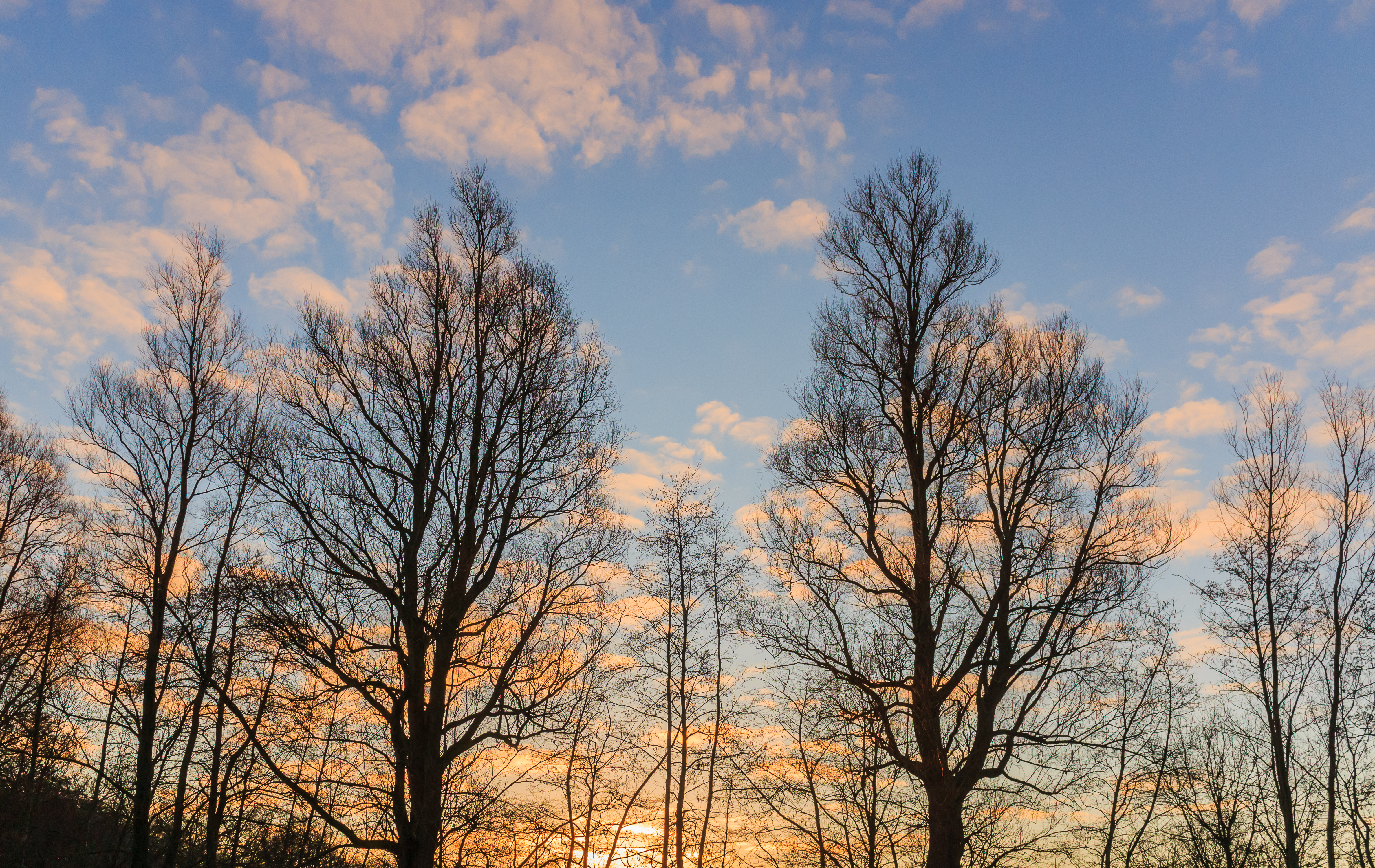 Wilgen (Salix) bij zonsopgang. Locatie, De Famberhorst 03