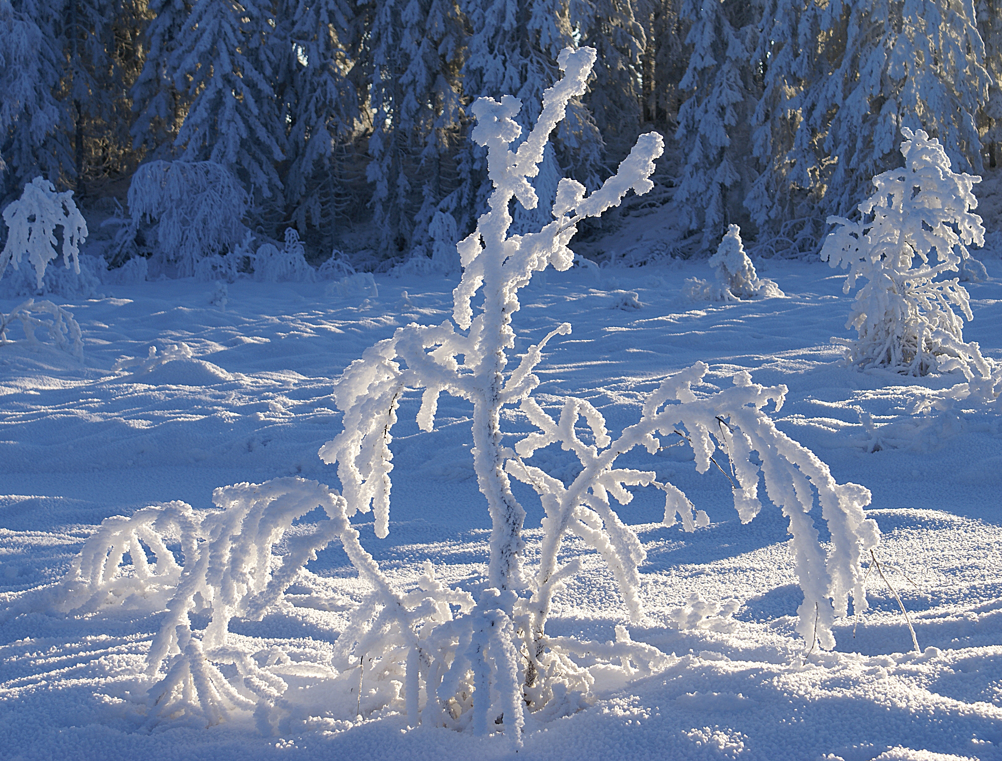 Winter (2146499340)