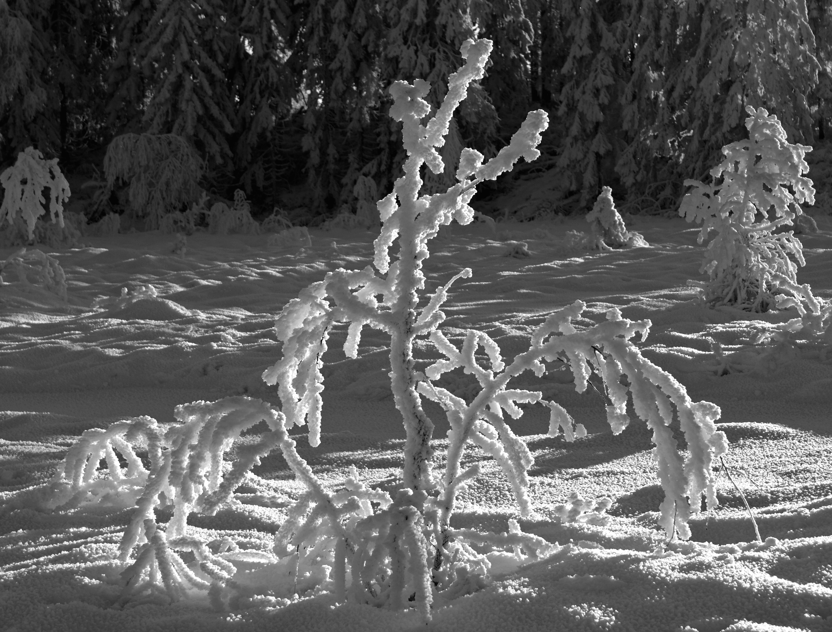Winter BW (2146499332)