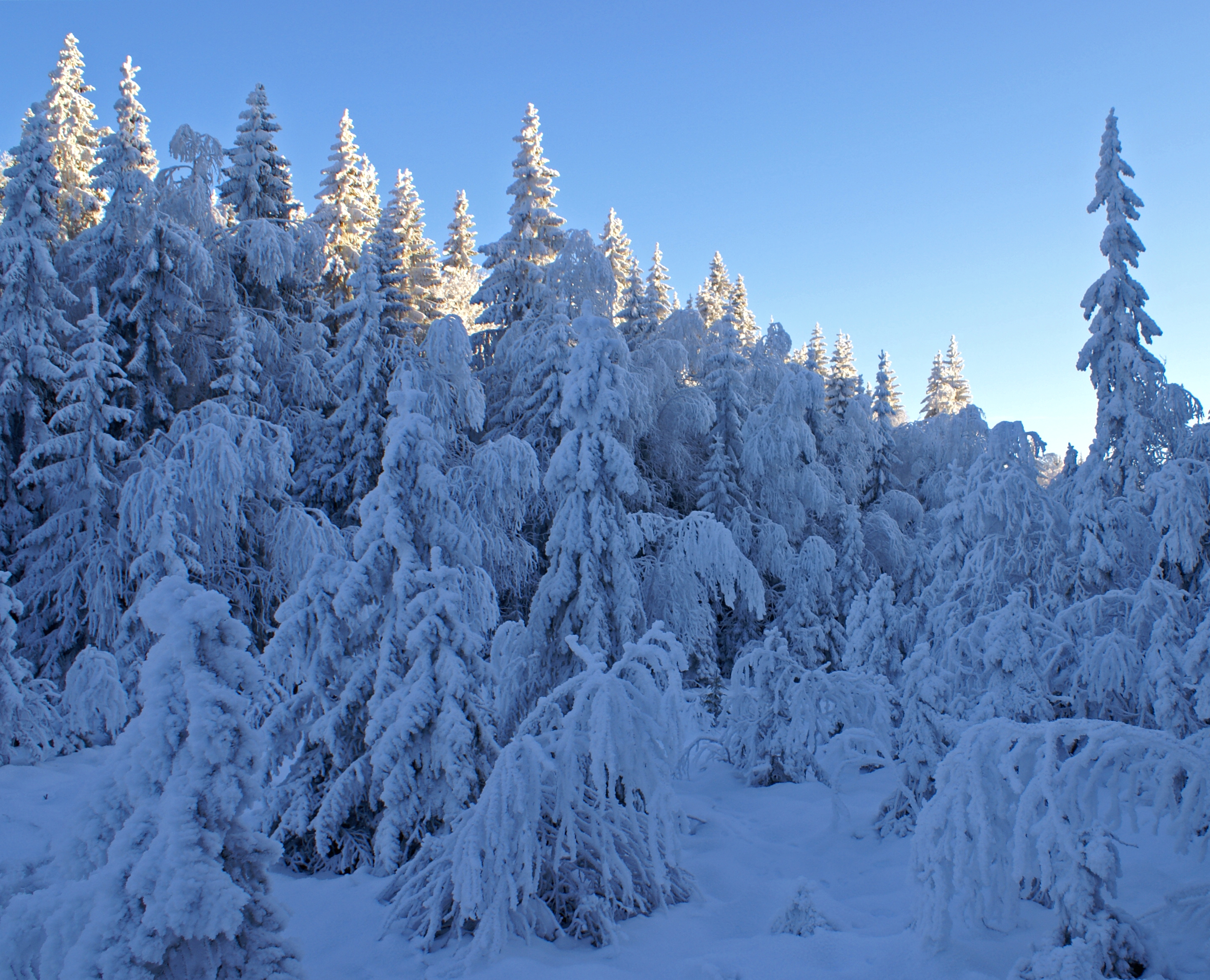 Winter forest (2138216668)