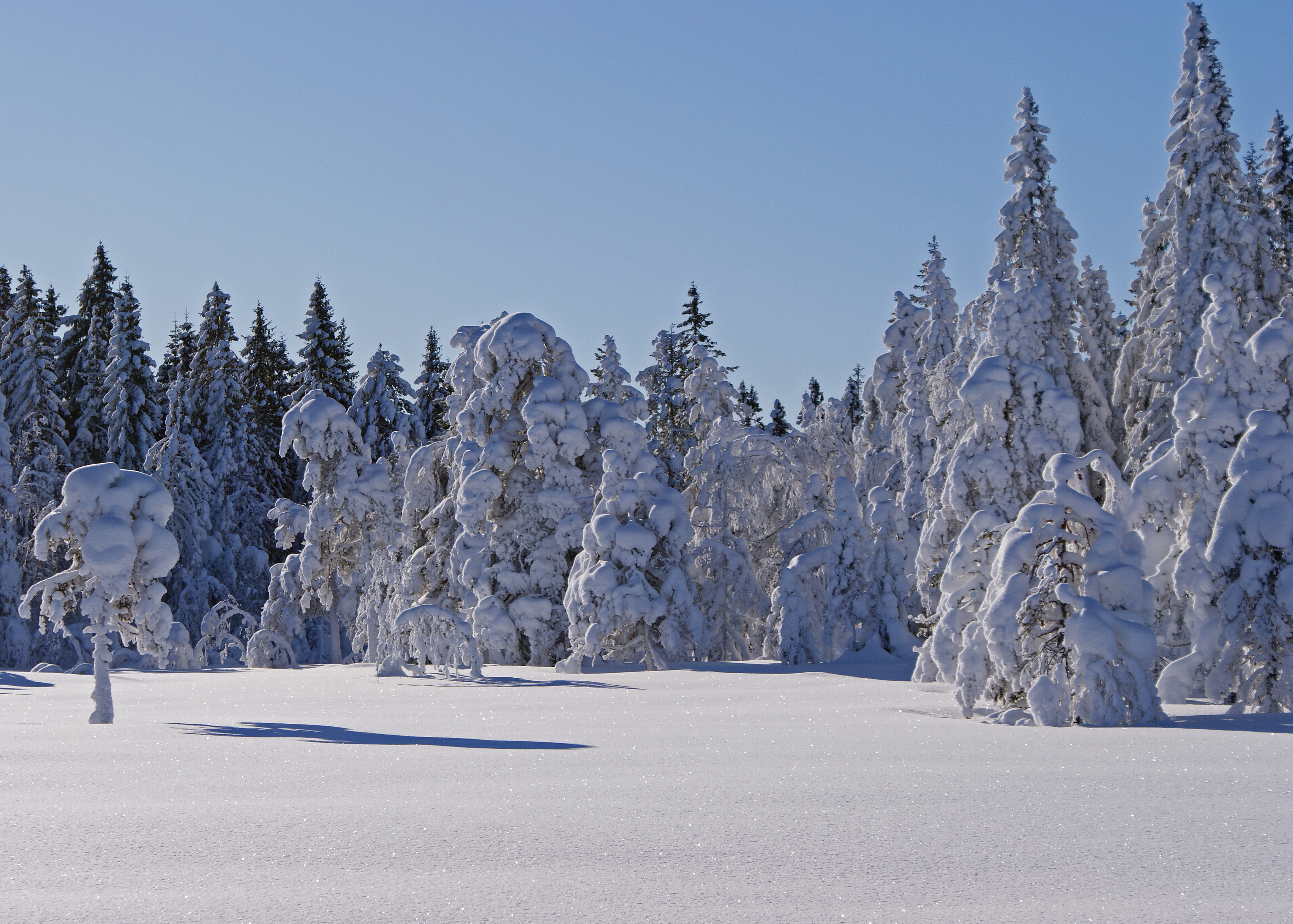 Winter forest (4348808591)