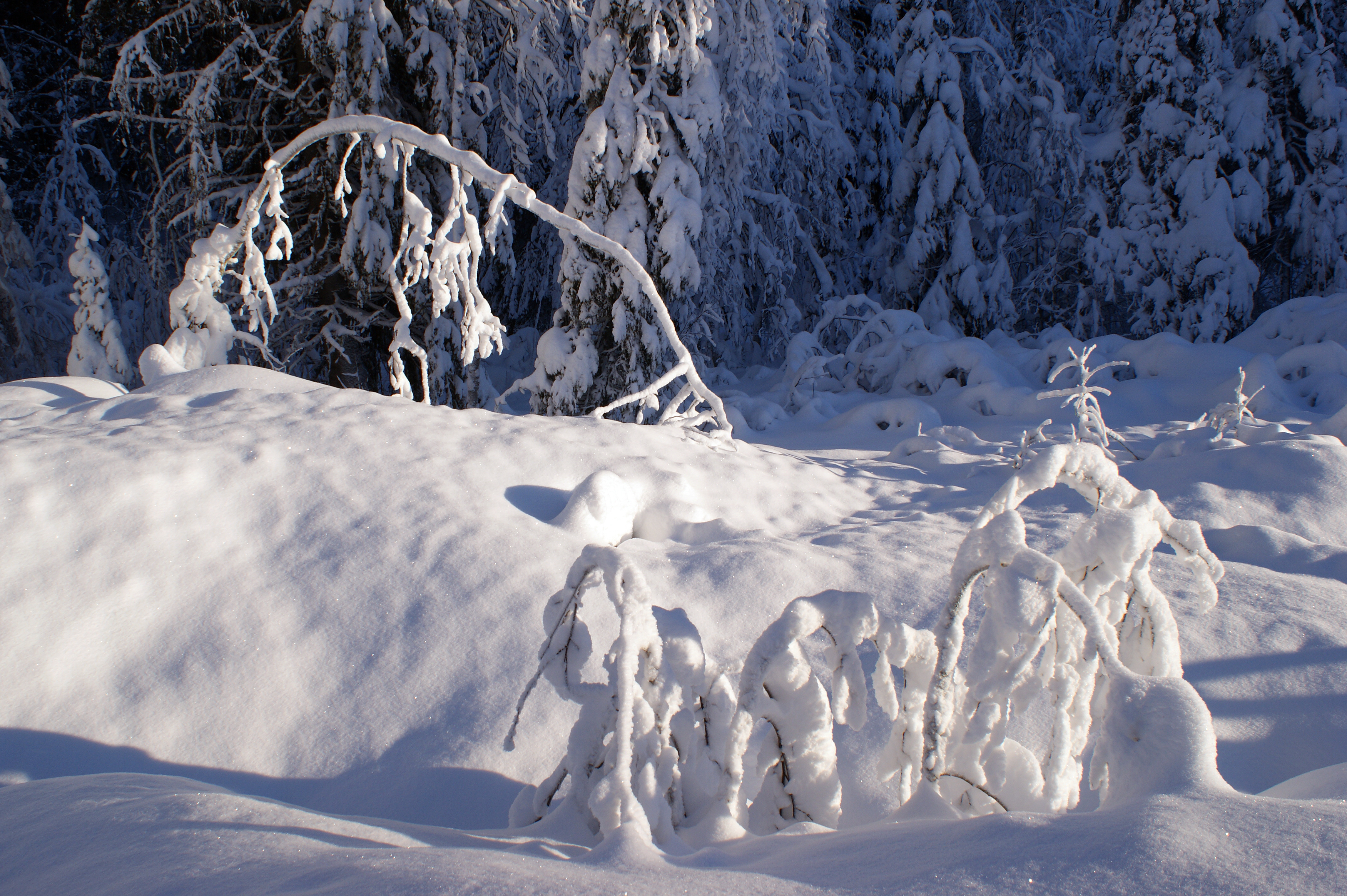 Winter scene (6681104195)