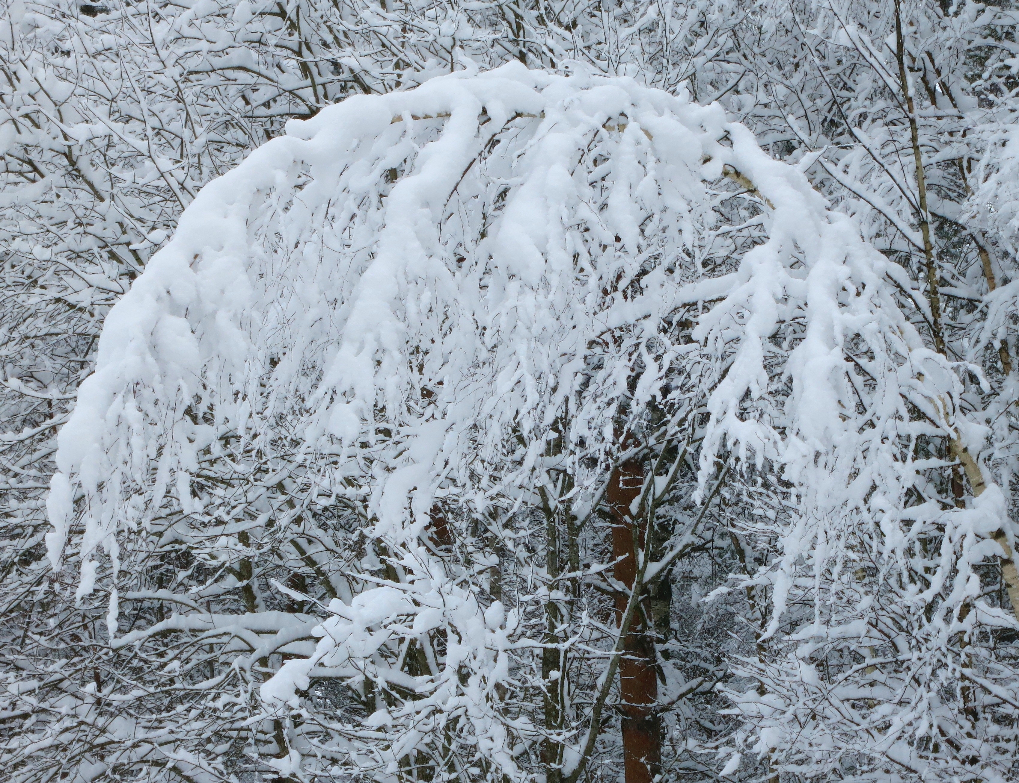 Wintergate