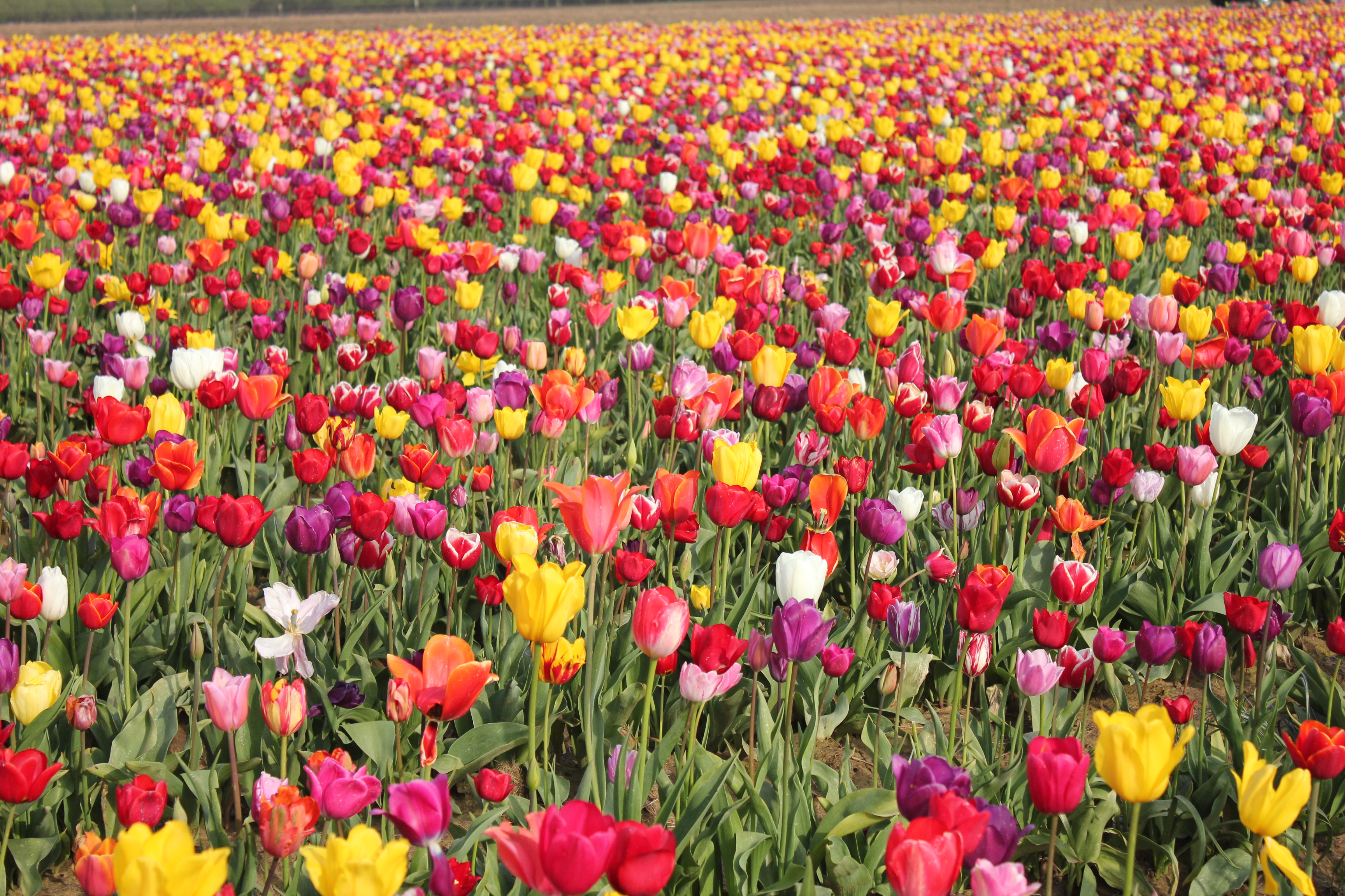 Wooden Shoe Tulip Farm 2011 - Oregon (5648536483)