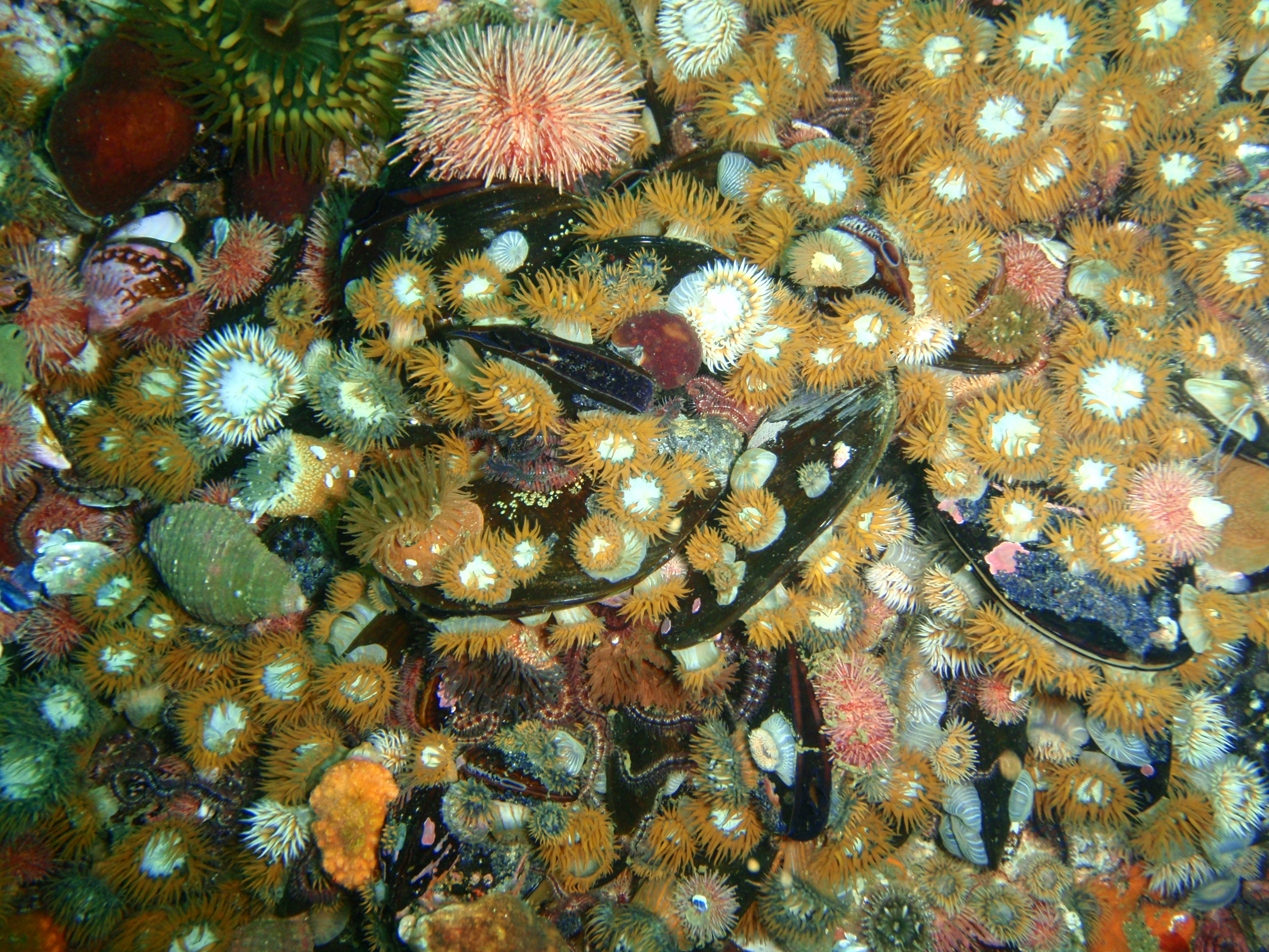 Anemones at Stonhenge Reef P4137402