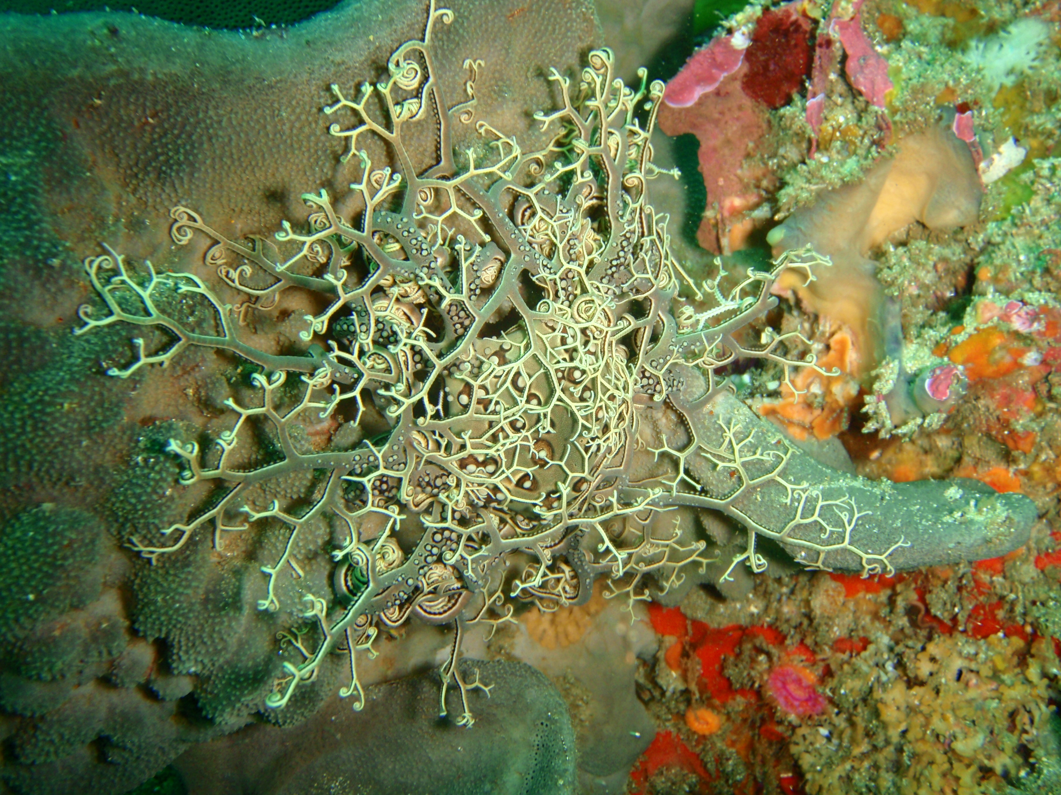 Basket star on sponge at Rheeder's Reef P2277147