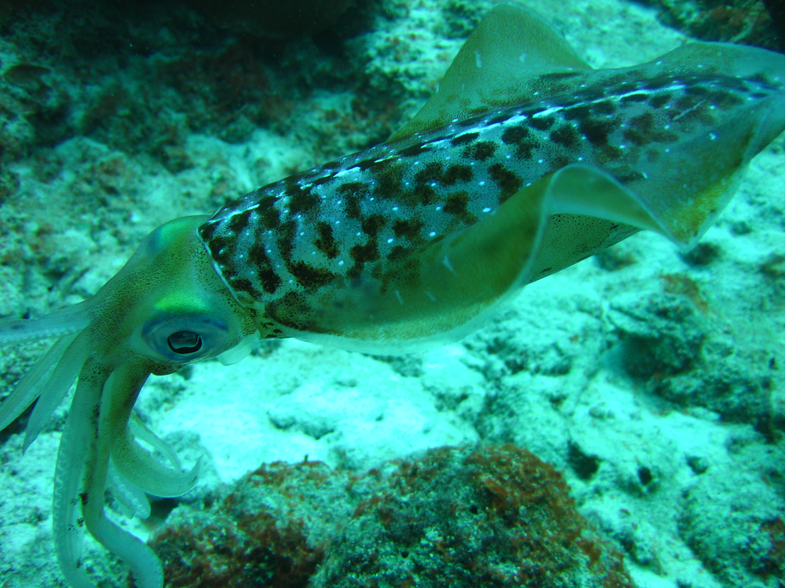 Bonaire Squid