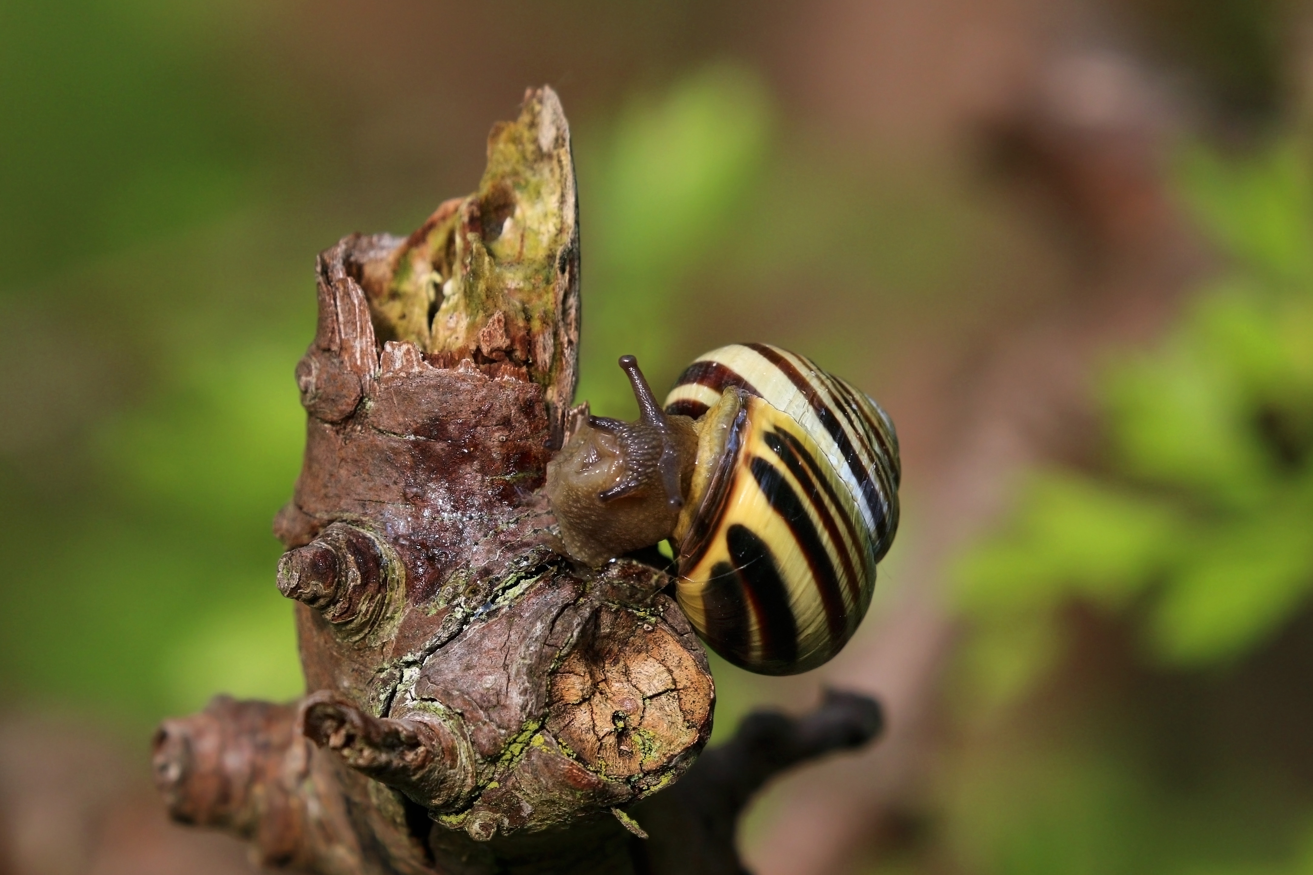 Brown-lipped snail (Cepaea nemoralis) 3