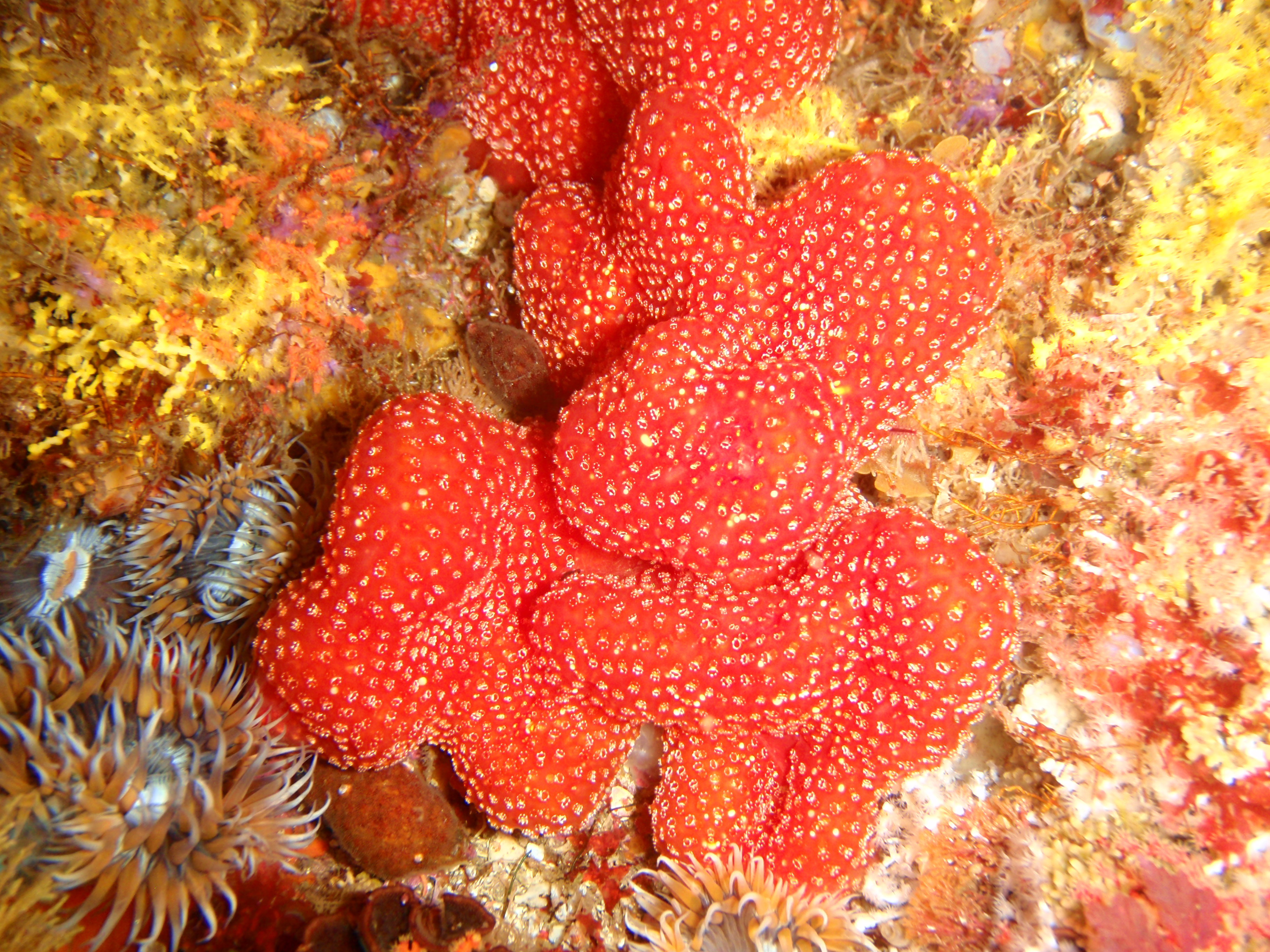 Colonial ascidians at Middle Bank P2277182
