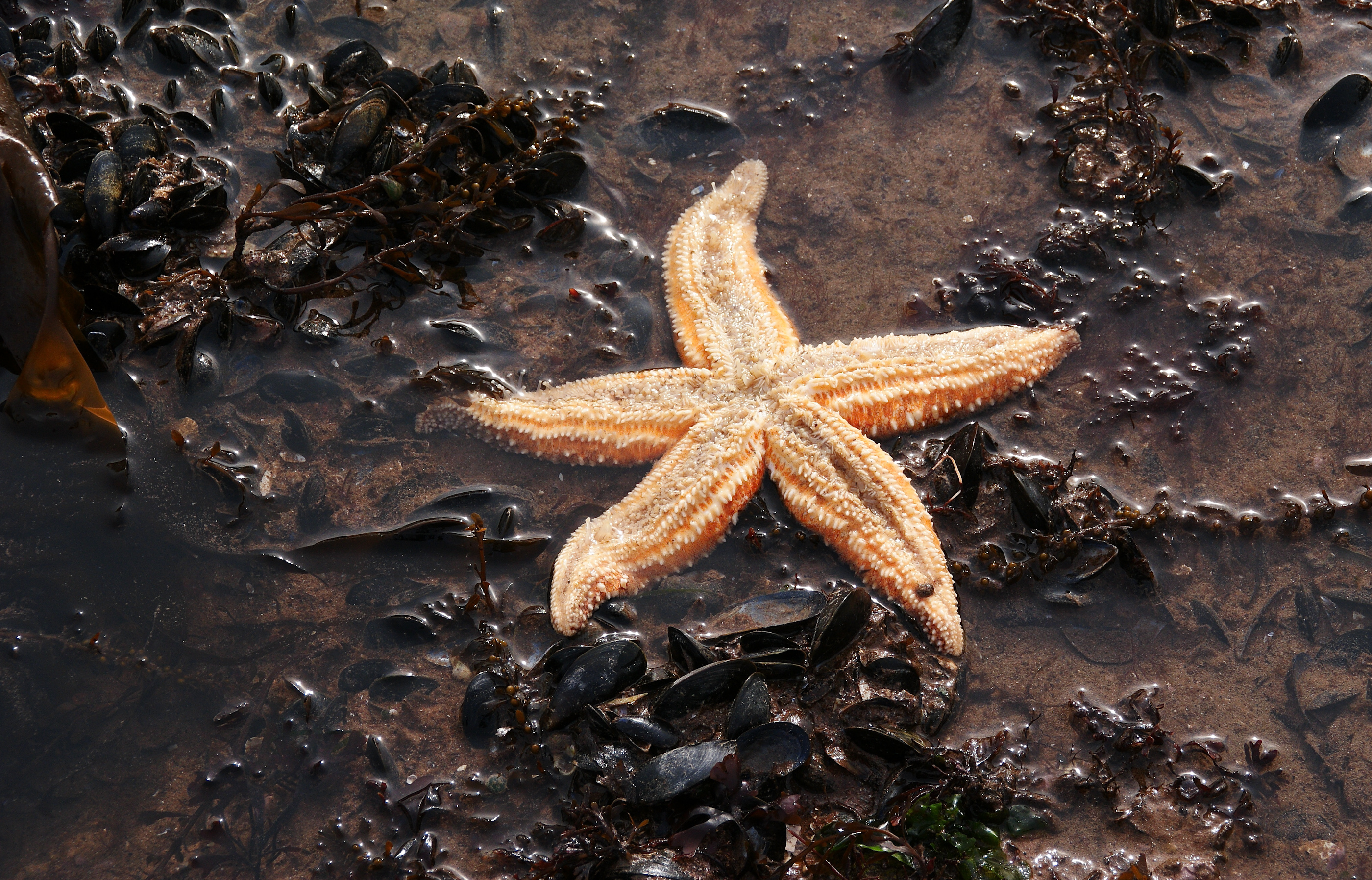 Common starfish - torbay