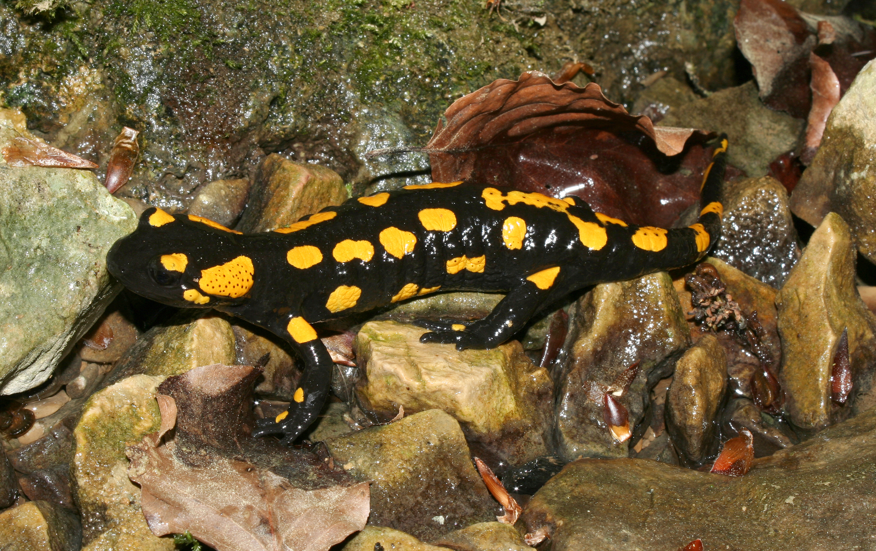Feuersalamander-salamandra-salamandra