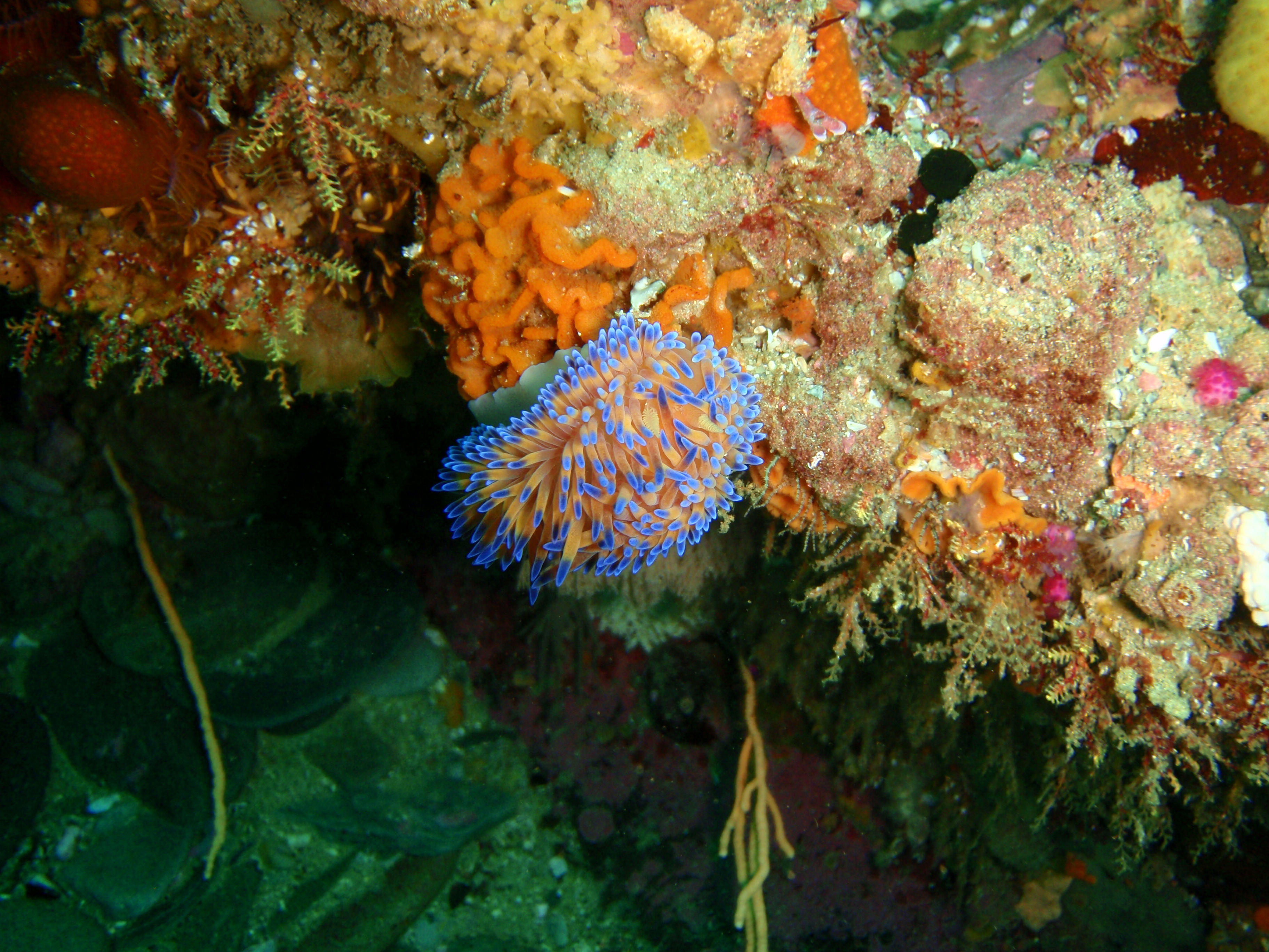 Gas flame nudibranch at Rheeder's Reef P2277157