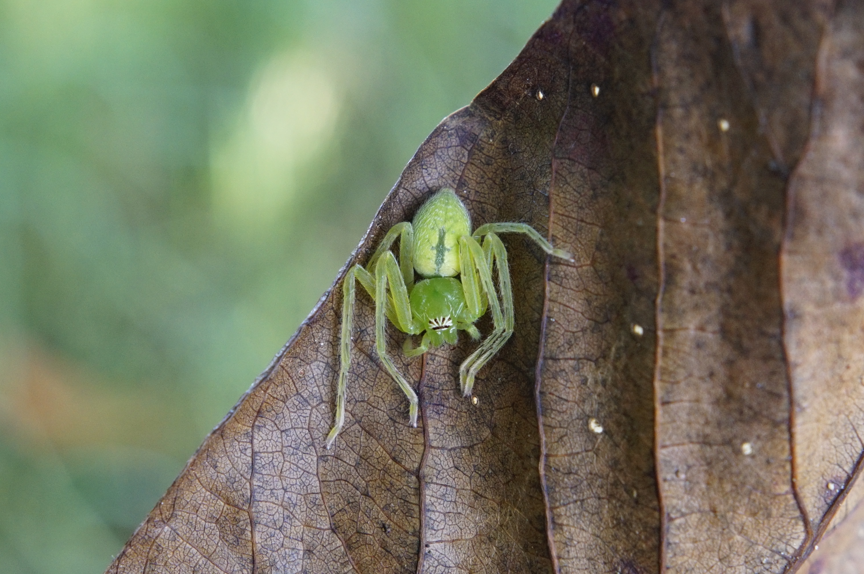 Green huntsman spider 0627
