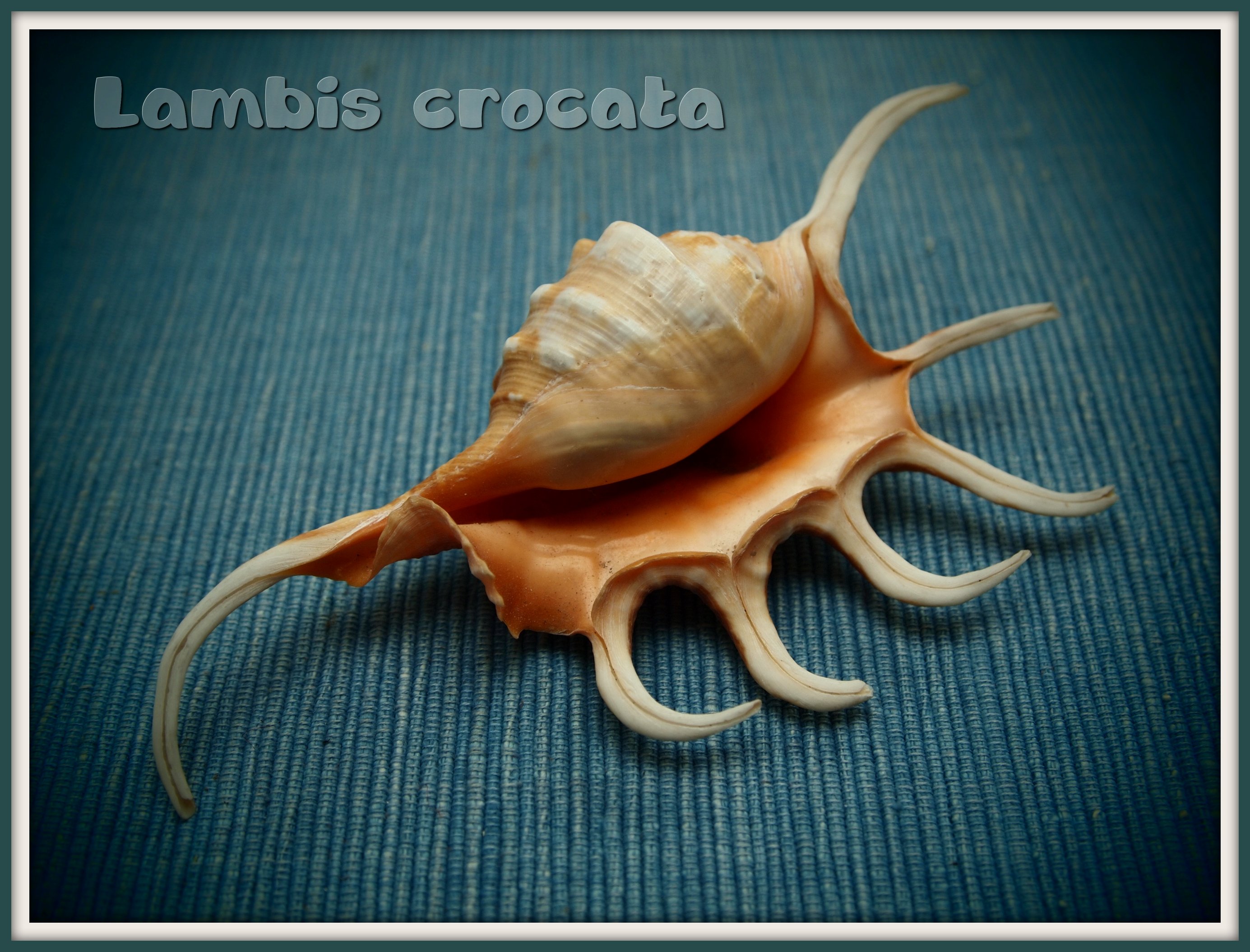 Lambis crocata (6640457193)
