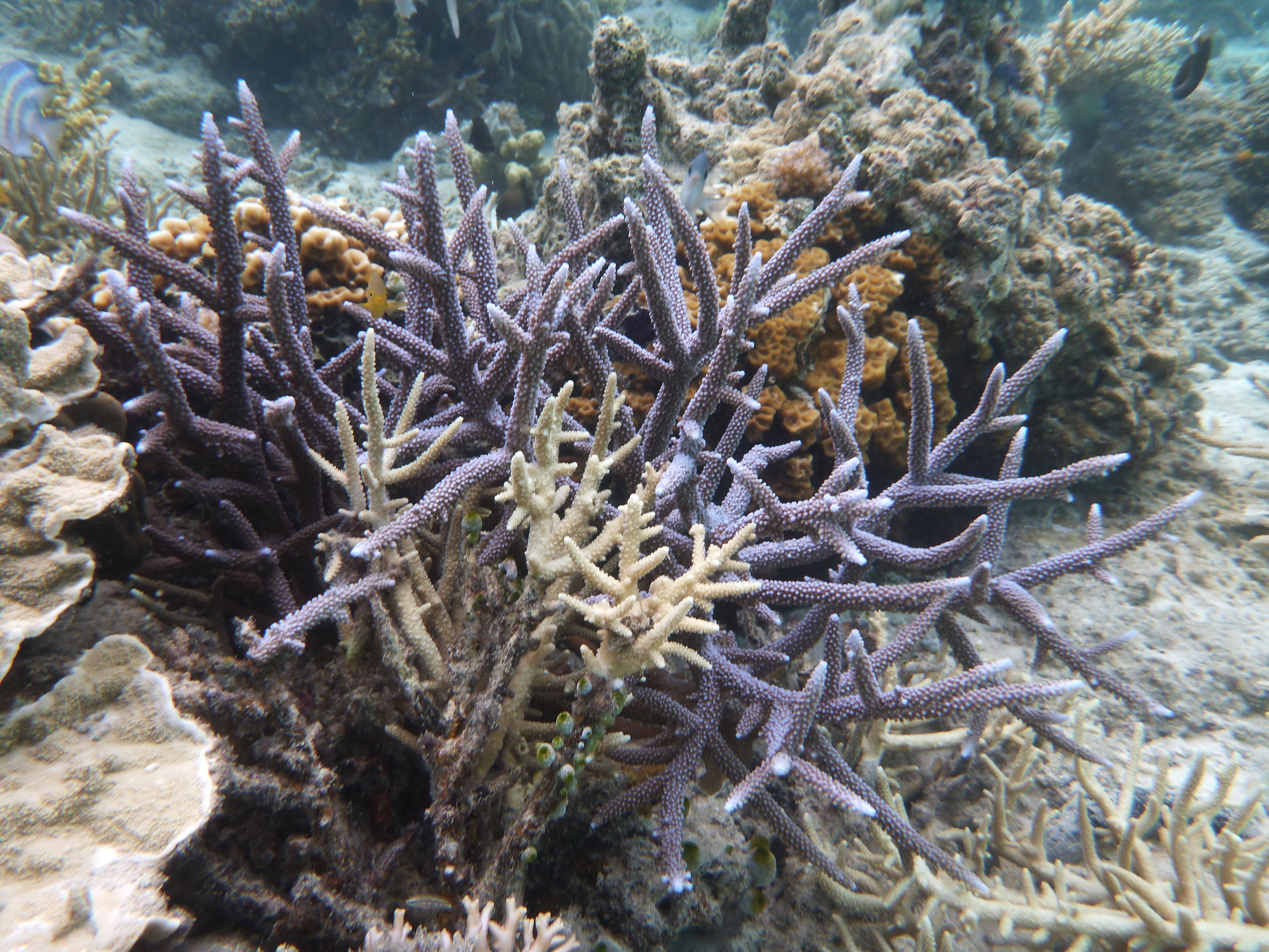 Malaysia - panoramio (18)