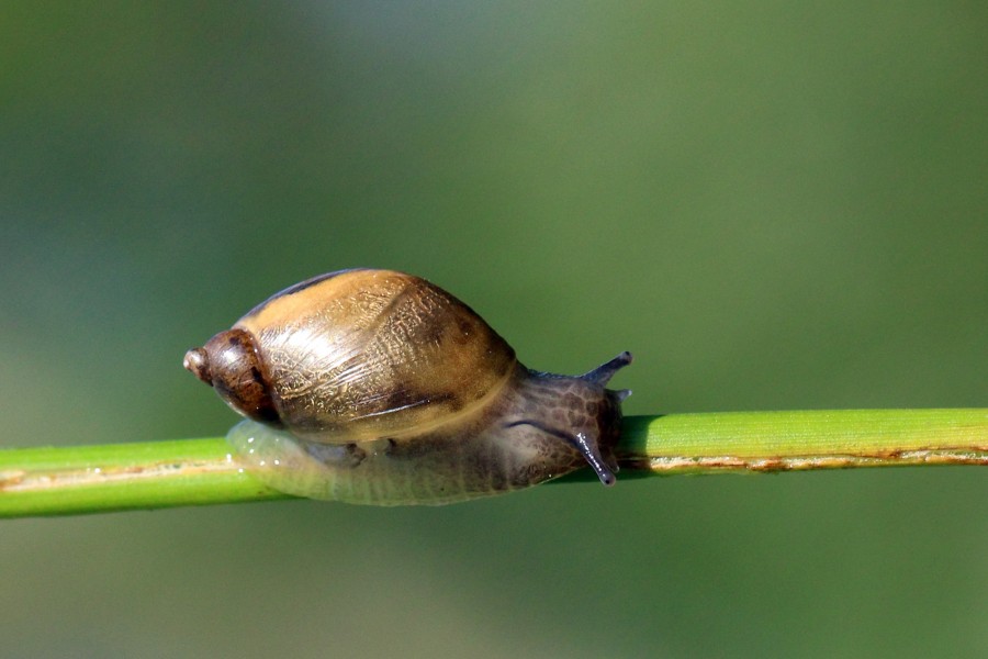 Amber snail (Succinea putris)