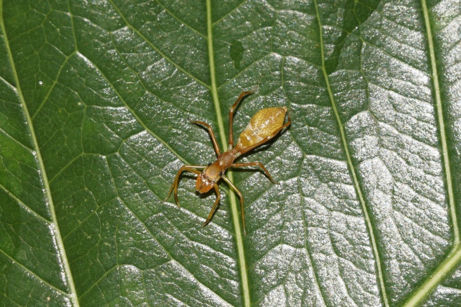Antmimicking spider (Myrmarachne) 7926