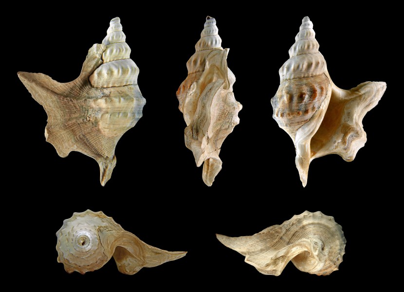 Aporrhais pespelecani fossil 01