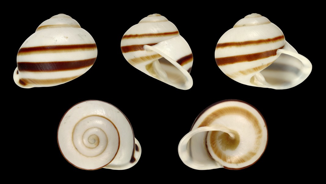 Calocochlia albaiensis 01