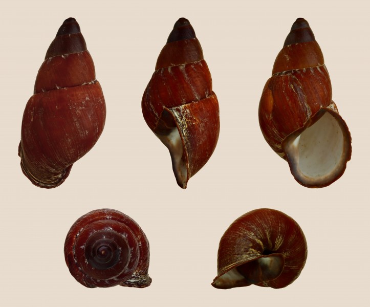 Chrysallis aspera melanogaster 01