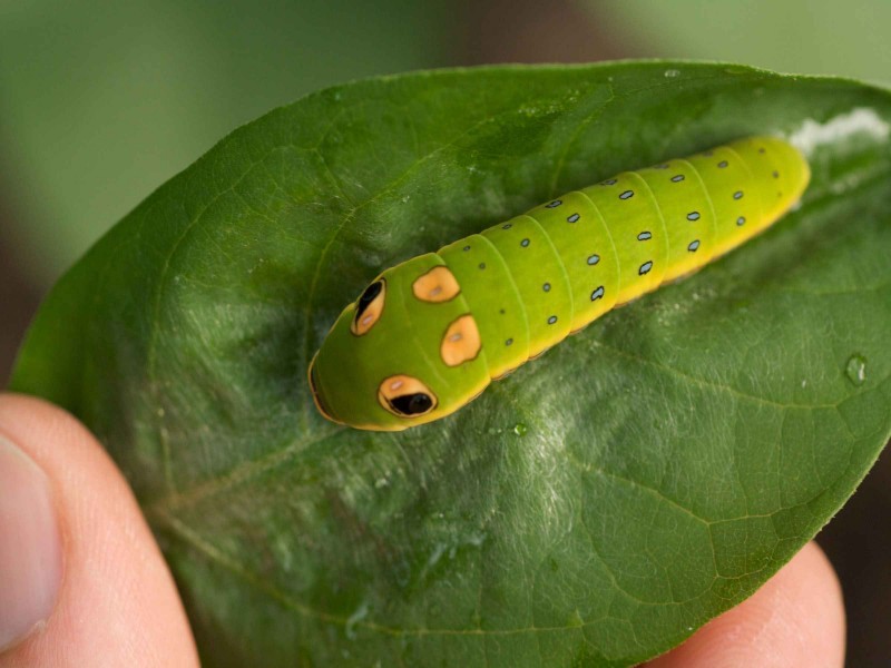 Close up of a spicebush swallowtail butterfly larva on a spicebush leaf