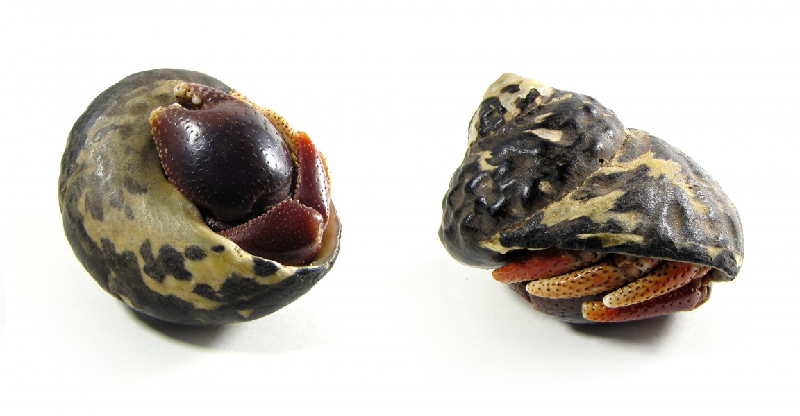 Coenobita clypeatus in shell