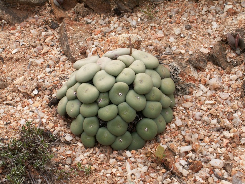 Conophytum wettsteinii-PICT2570