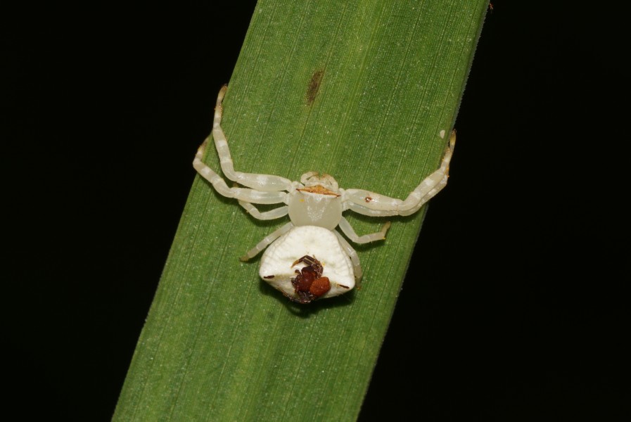 Crab Spider 05974