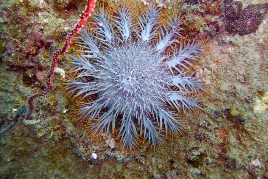 Diving Ko Tao, Thailand 1695