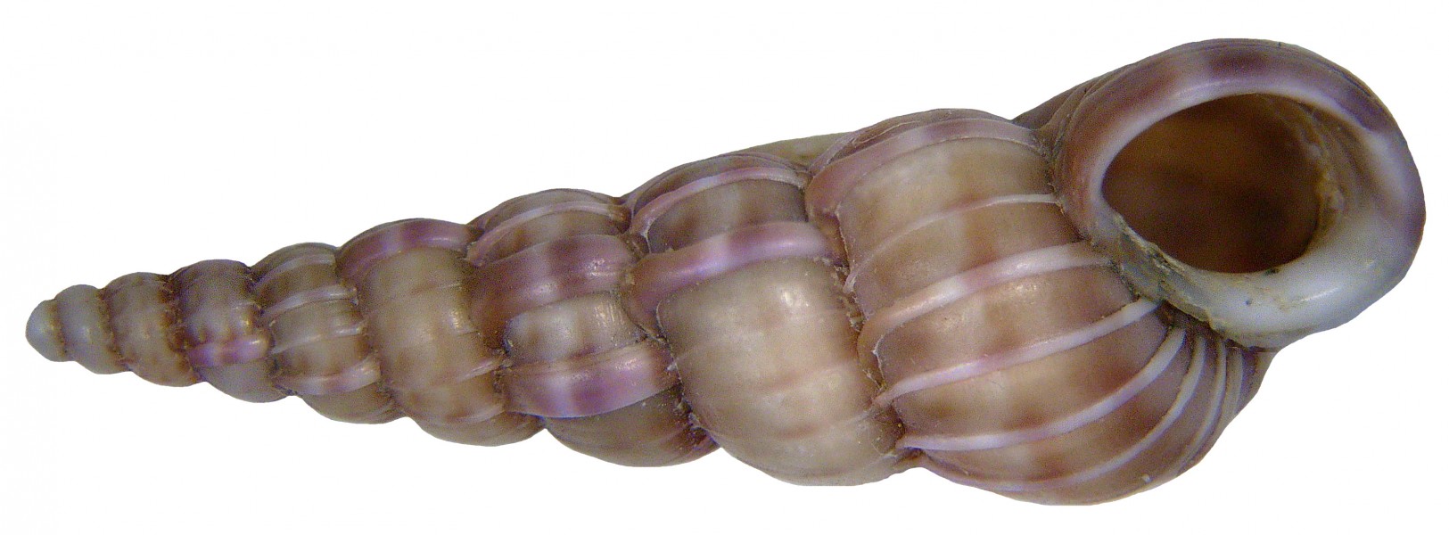 Epitonium tenuicosta (Michaud, 1829) (4947707357)