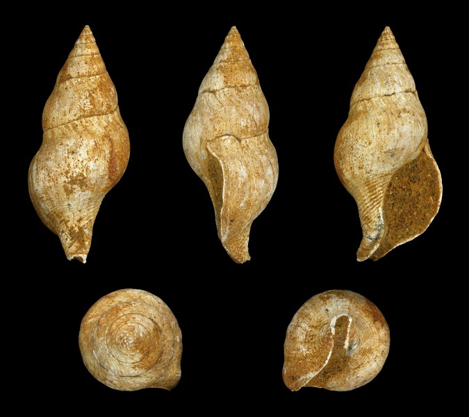 Euthria cornea fossil 01