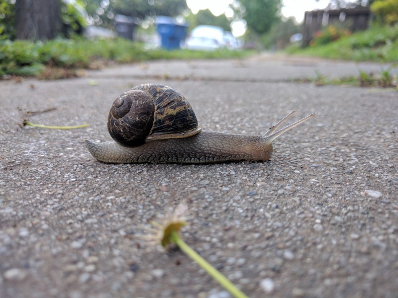 Garden snail crossing the sidewalk