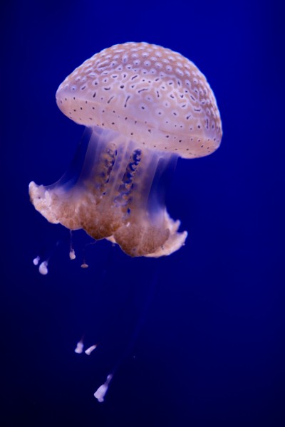 Jellyfish (4006534634)