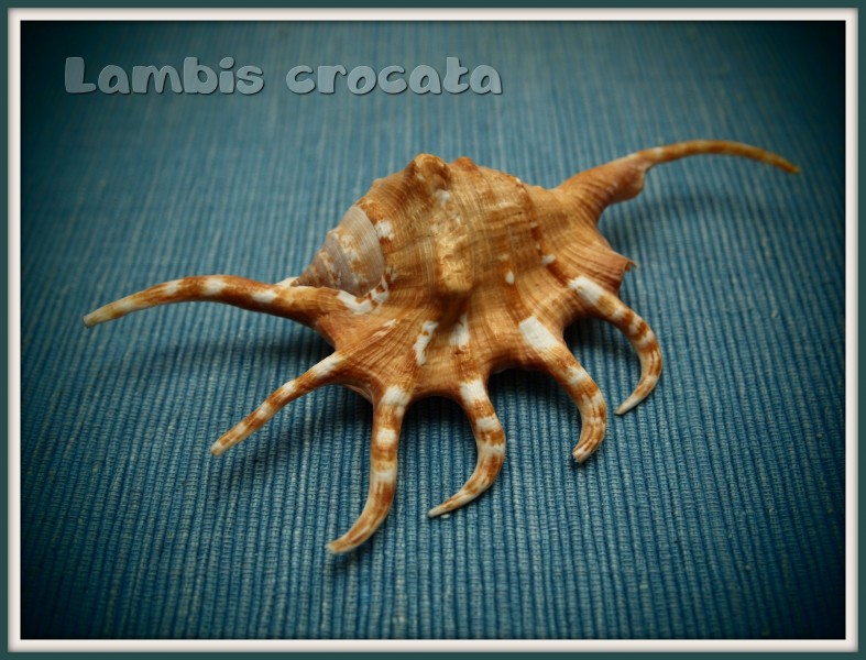 Lambis crocata (6640454311)