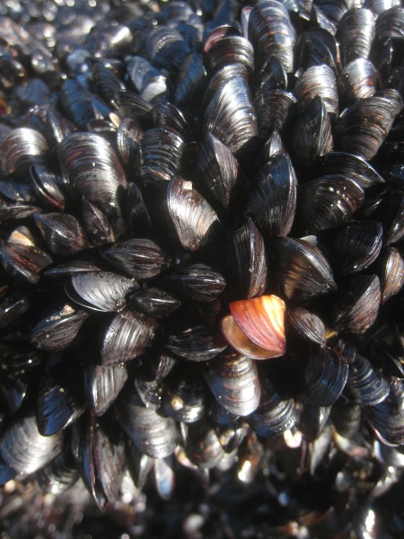 Little black mussels (Xenostrobus pulex) at Muriwai