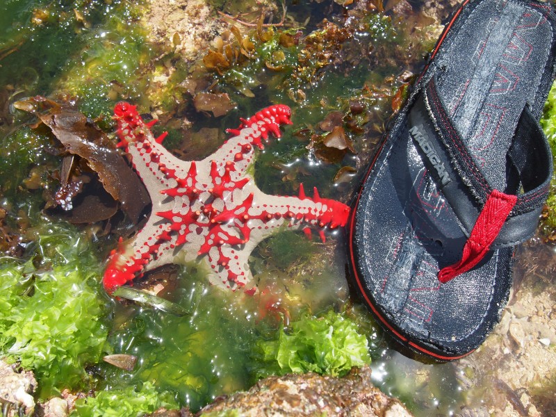 Malindi Reef Red-knobbed starfish